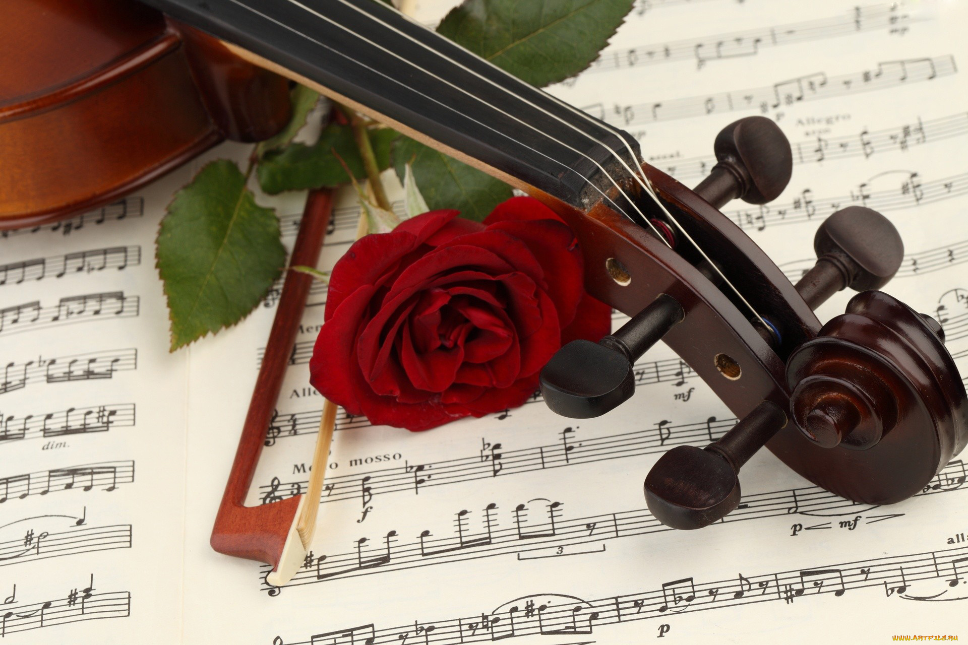 музыка, музыкальные, инструменты, скрипка, смычок, ноты, роза