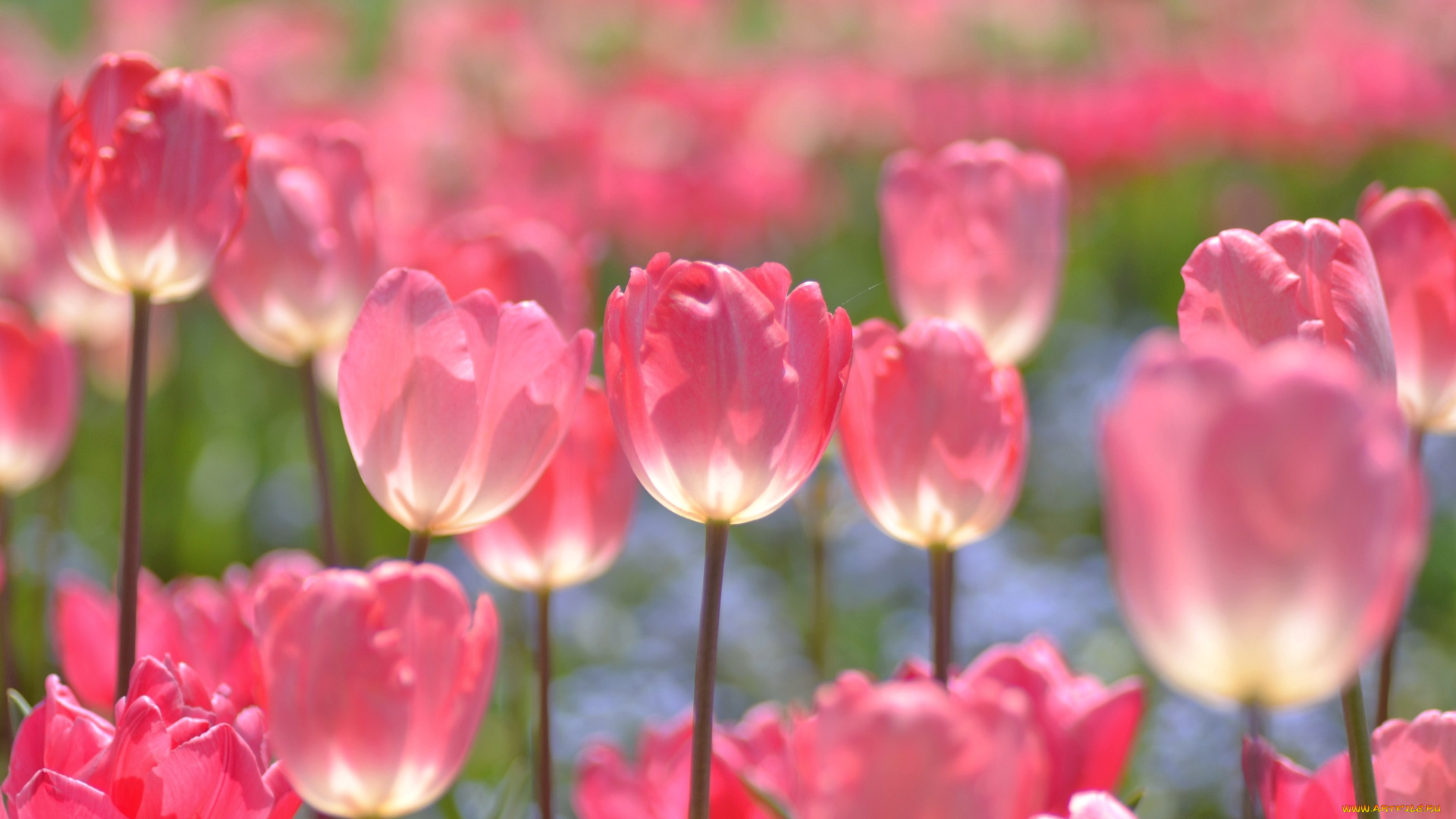 цветы, тюльпаны, весна, настроение, розовый