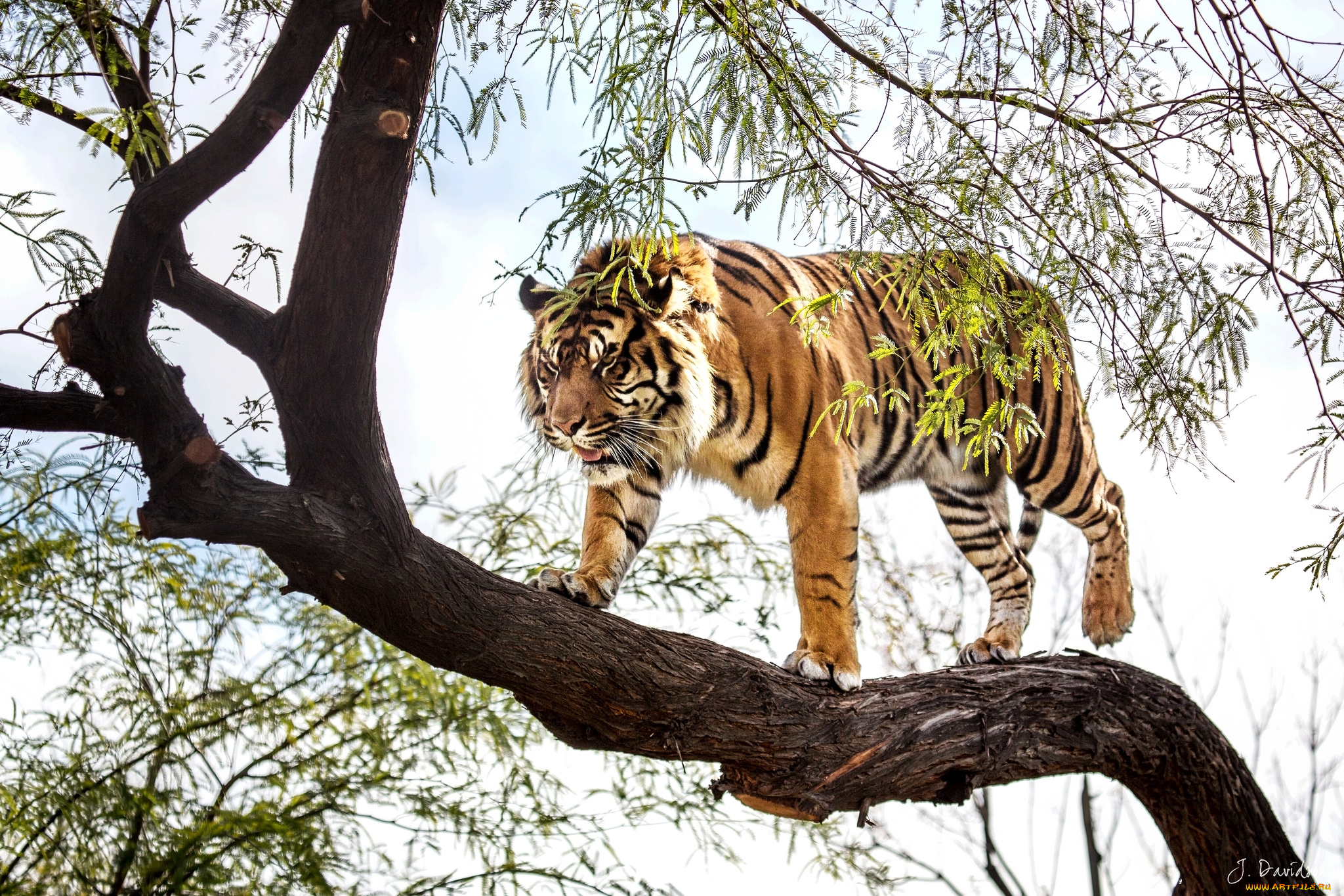 Jungle tiger. Суматранский тигр и Амурский тигр. Амурский тигр на дереве. Туранский тигр. Суматранский леопард.