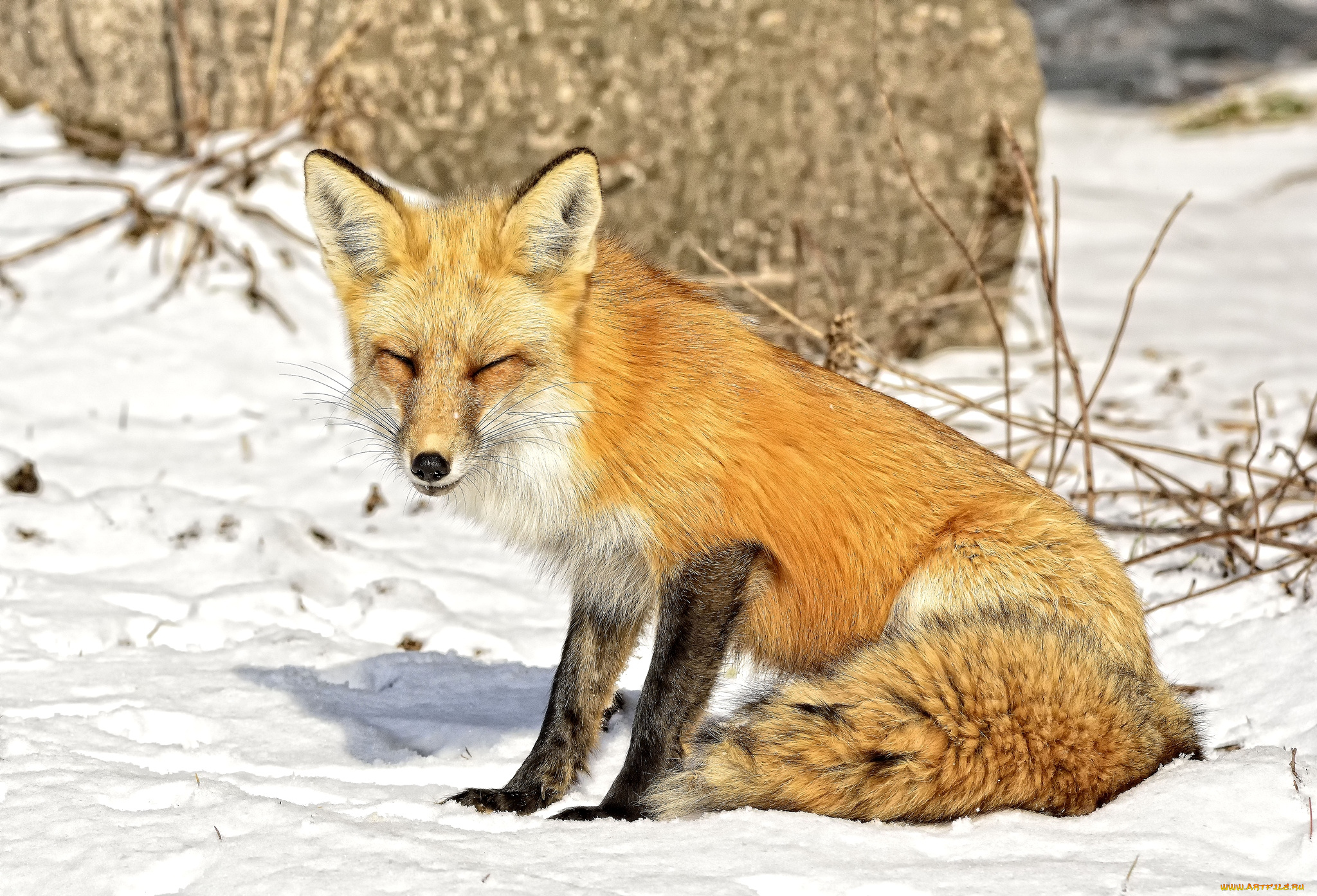 животные, лисы, жмурится, снег