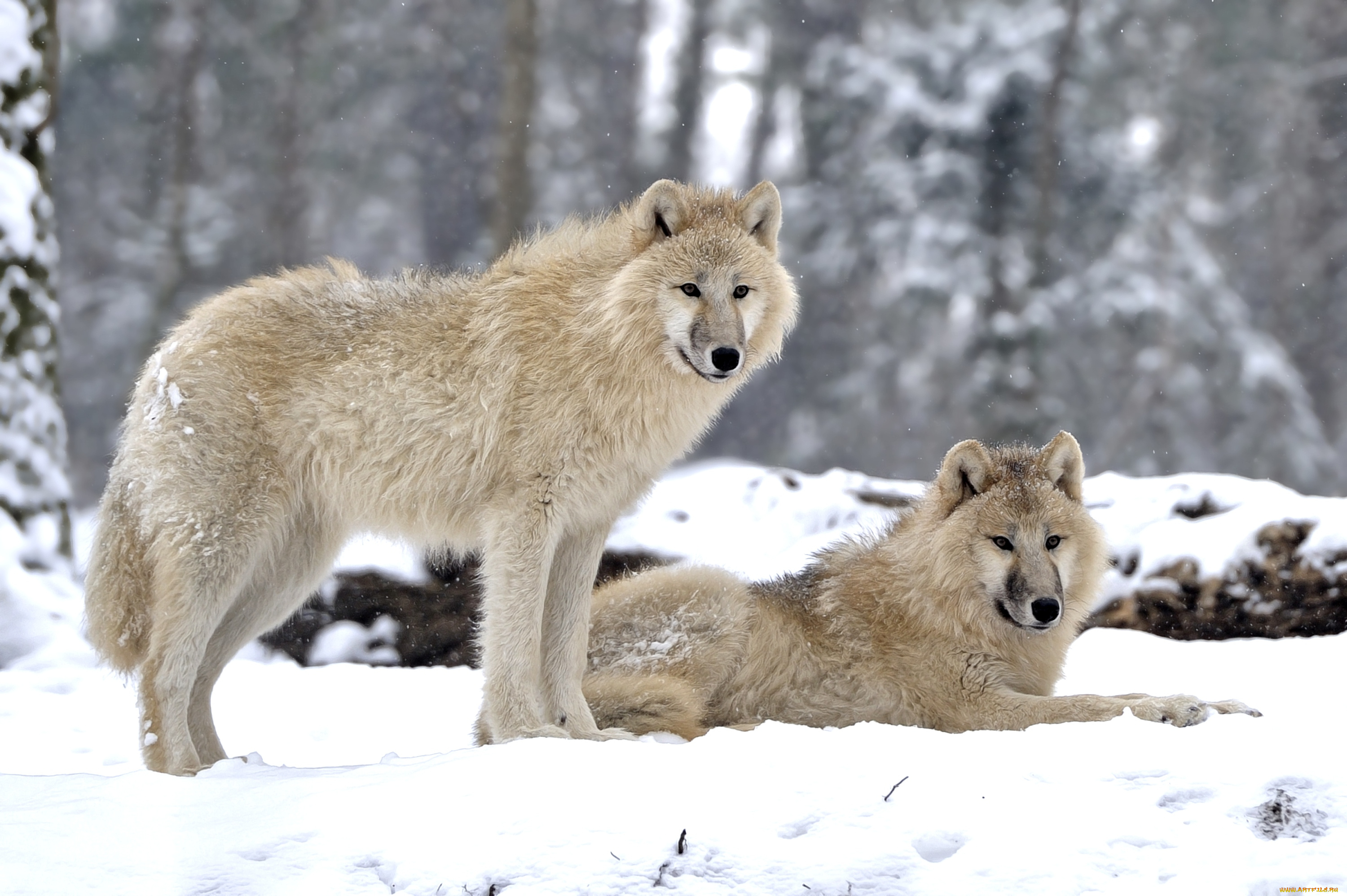 животные, волки, пара, снег