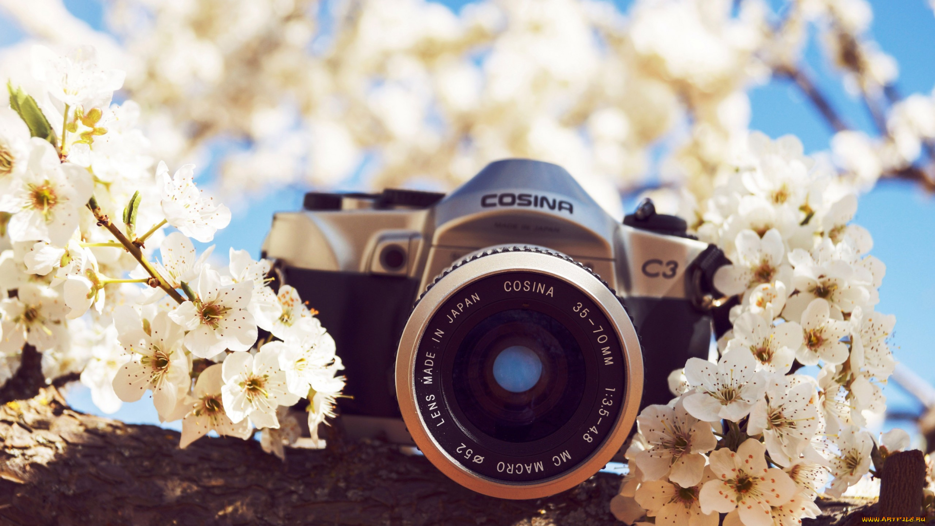 бренды, -, другое, камера, фотоаппарат, цветы