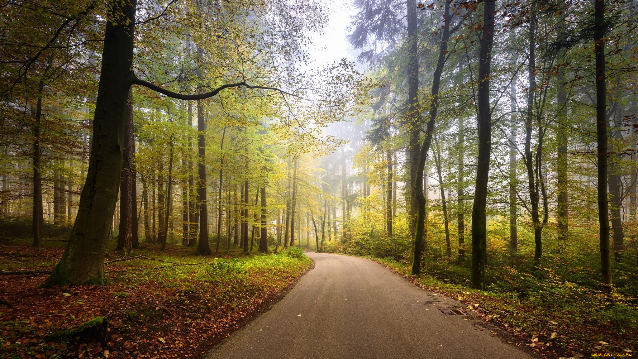 природа, дороги, деревья, дорога, switzerland, zumikon, осень