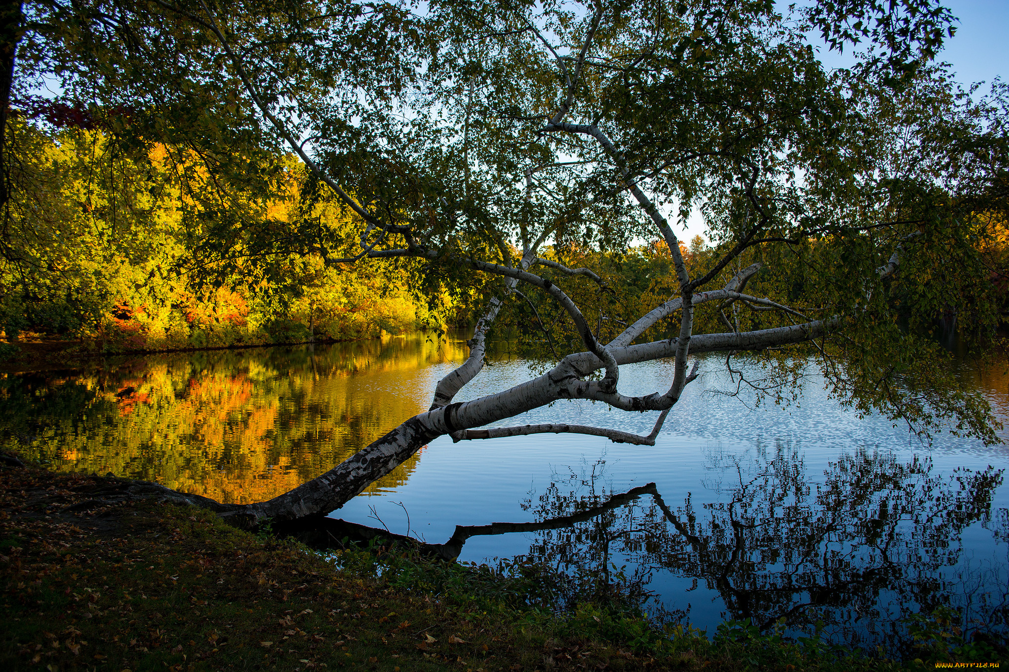 природа, реки, озера, река, лес