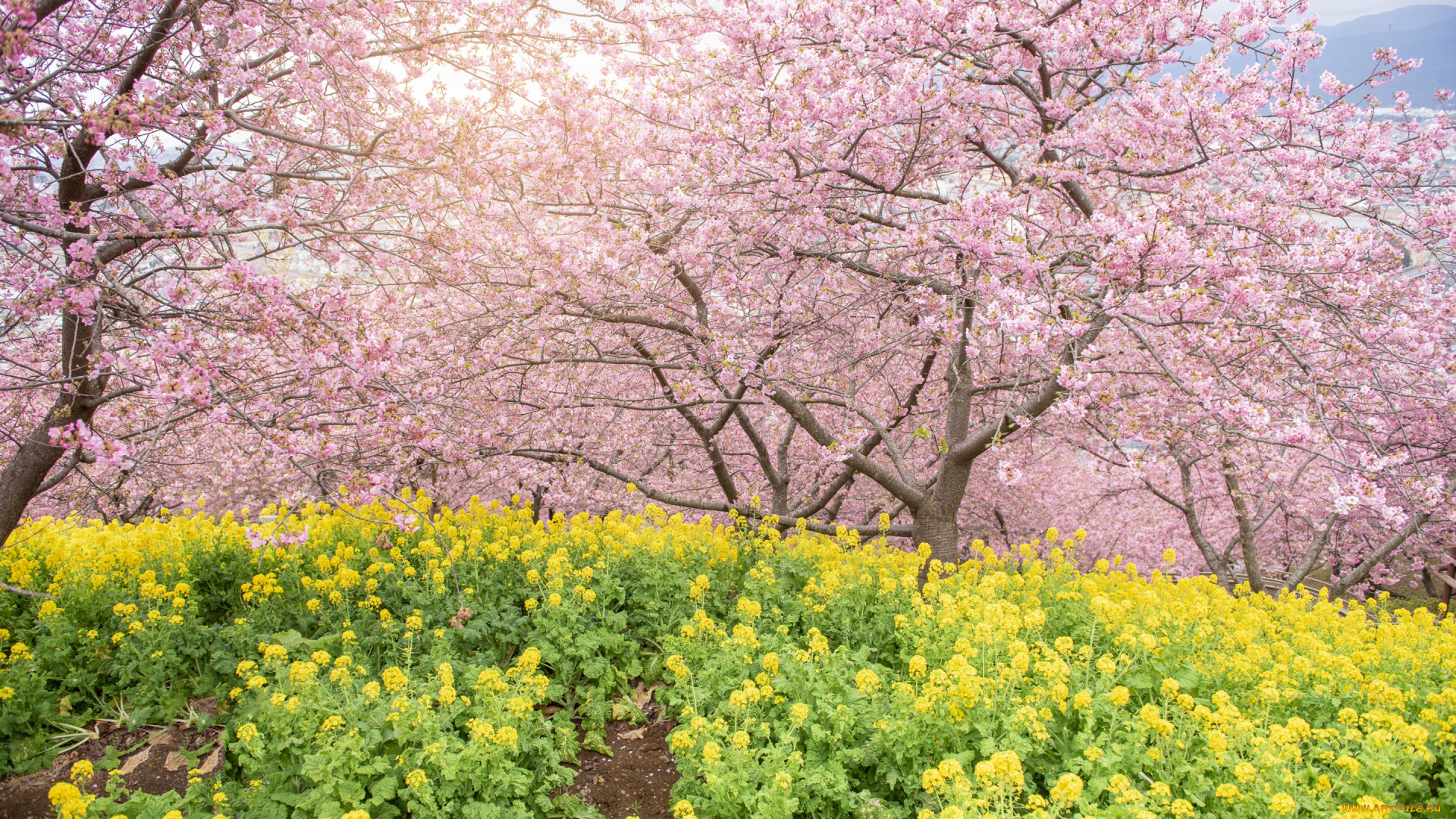 цветы, сакура, , вишня, деревья, парк, весна, цветение, pink, blossom, park, tree, sakura, cherry, spring