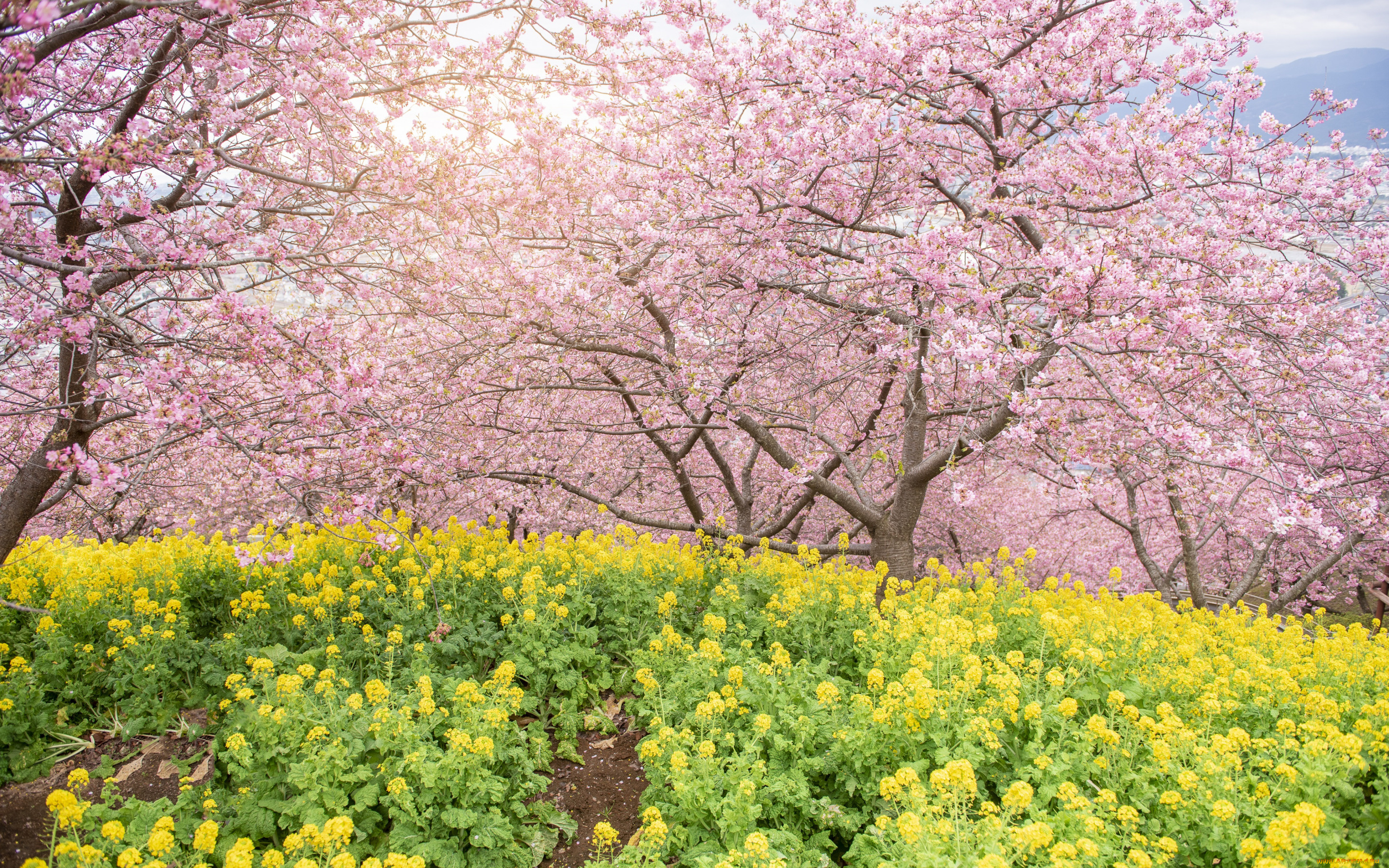 цветы, сакура, , вишня, деревья, парк, весна, цветение, pink, blossom, park, tree, sakura, cherry, spring