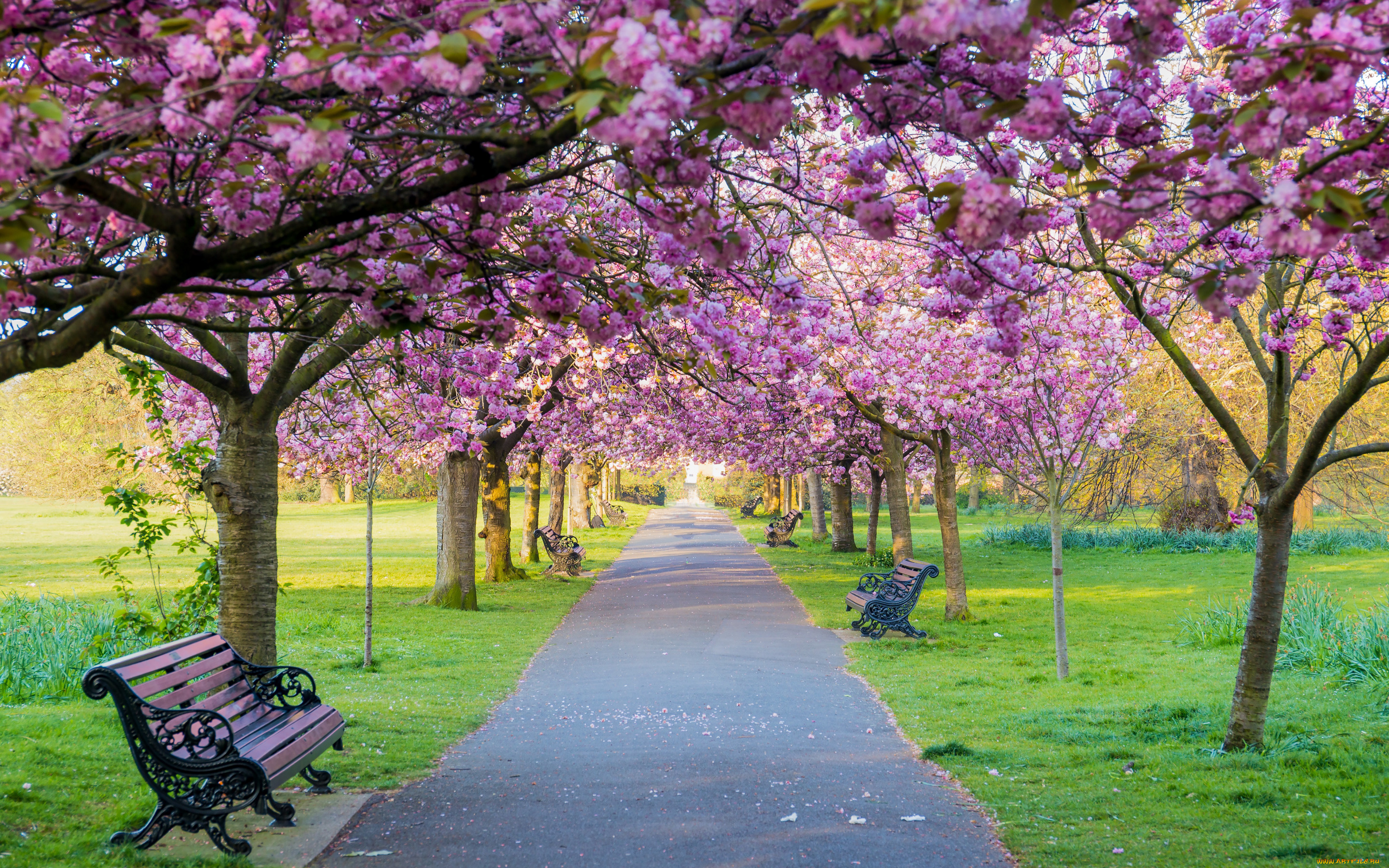 цветы, сакура, , вишня, деревья, скамейка, парк, весна, цветение, pink, blossom, park, tree, sakura, cherry, spring, bench