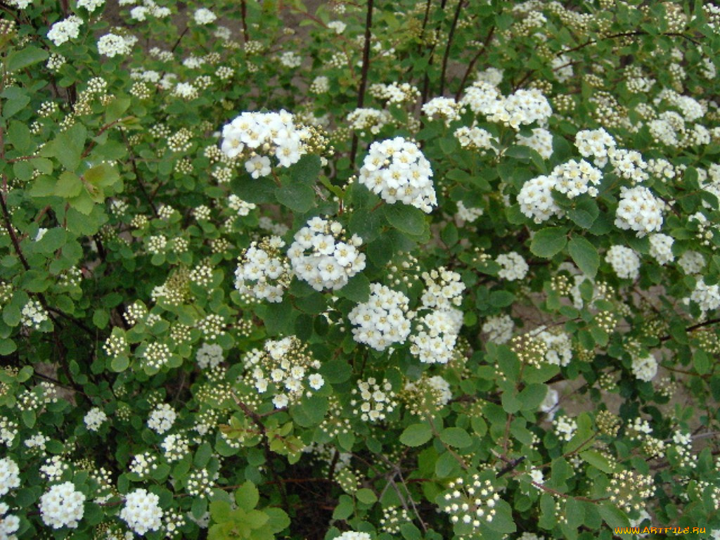 flowers, цветы, цветущие, деревья, кустарники