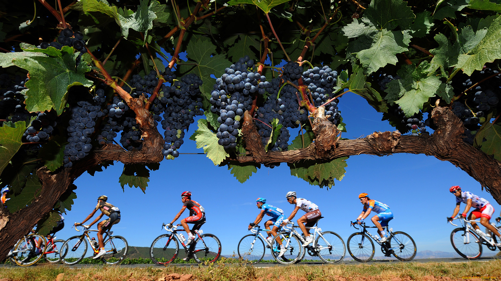 спорт, велоспорт, виноград