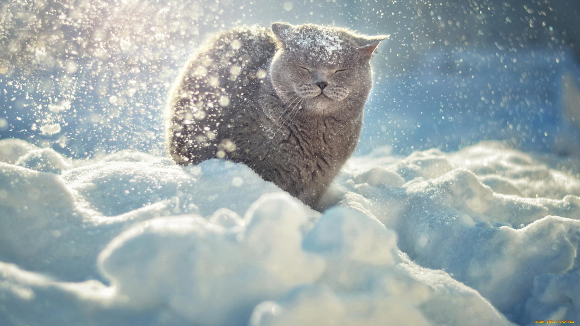 животные, коты, снег
