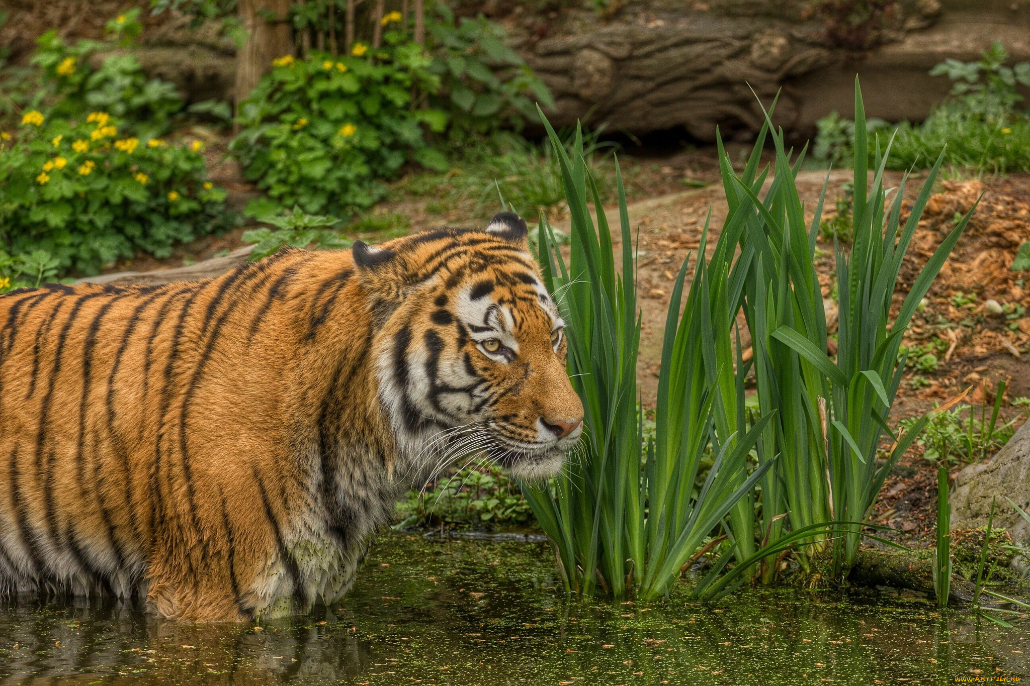 животные, тигры, купание, пруд, полосы