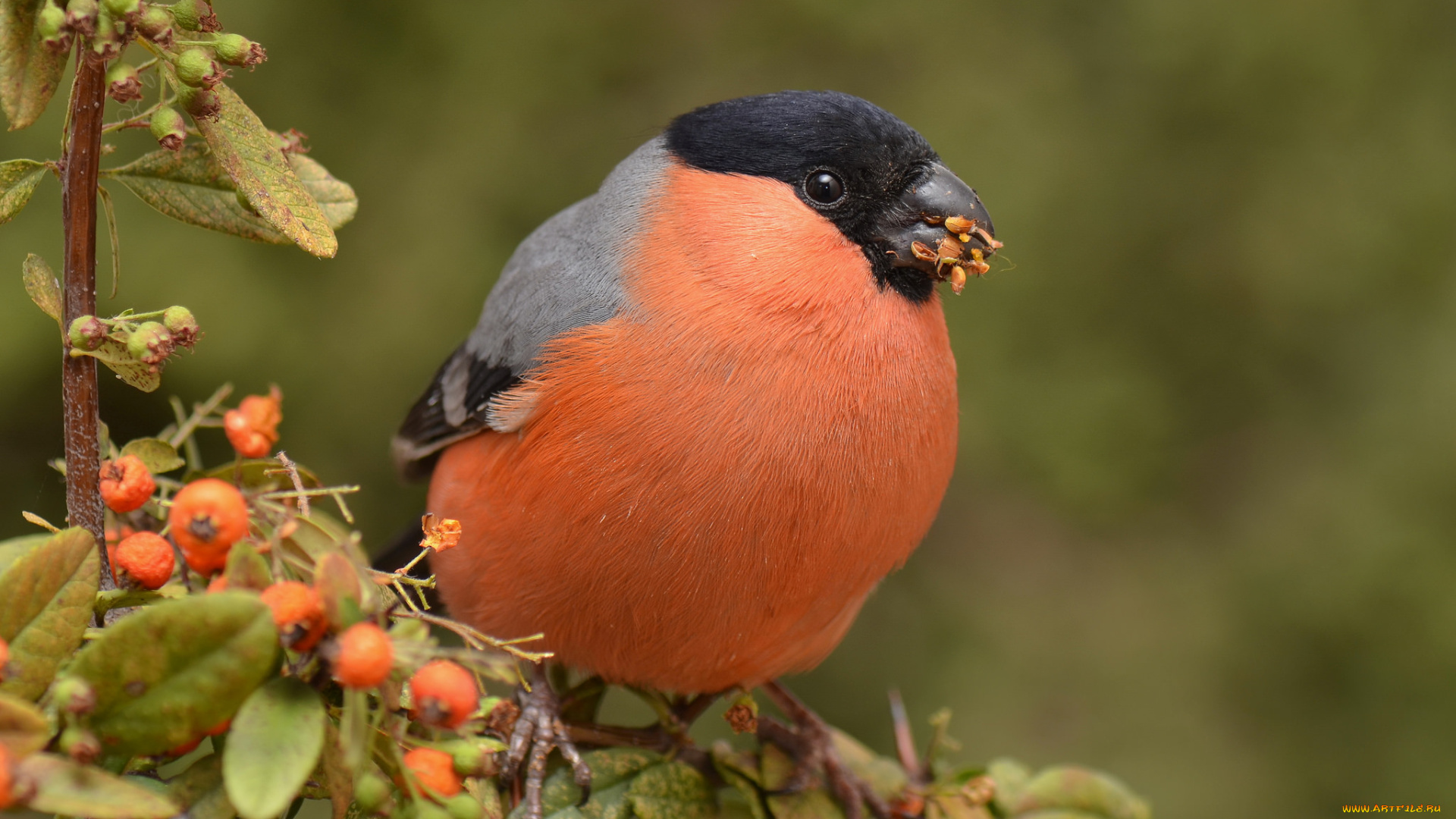 bullfinch, животные, снегири, снегирь