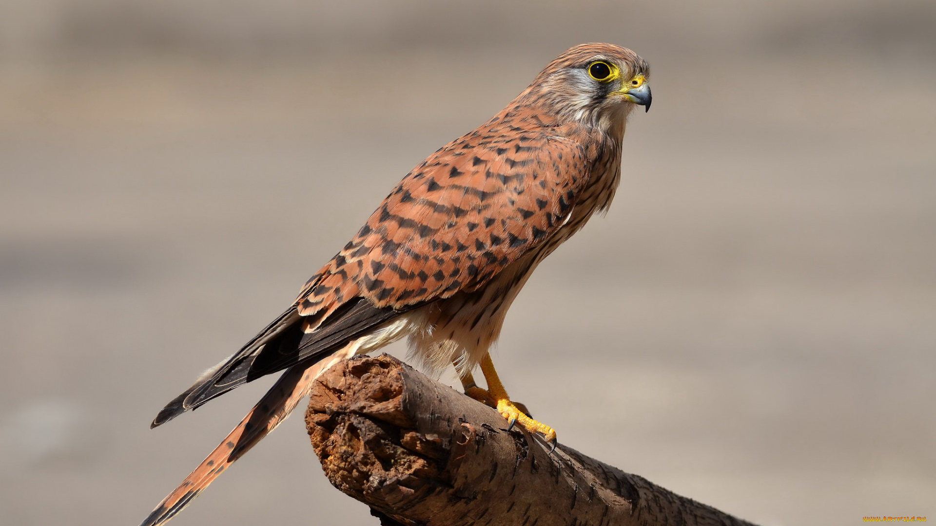 kestrel, животные, птицы, -, хищники, пустельга