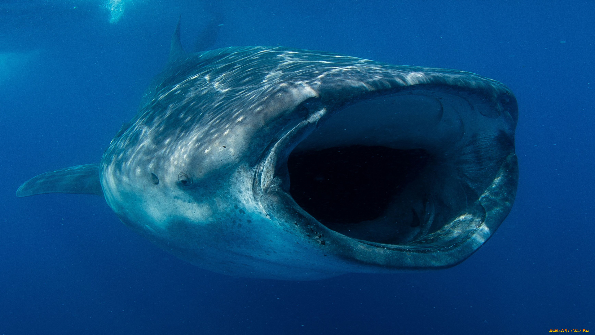 shark, животные, акулы, хищник, подводный, мир, рыбы