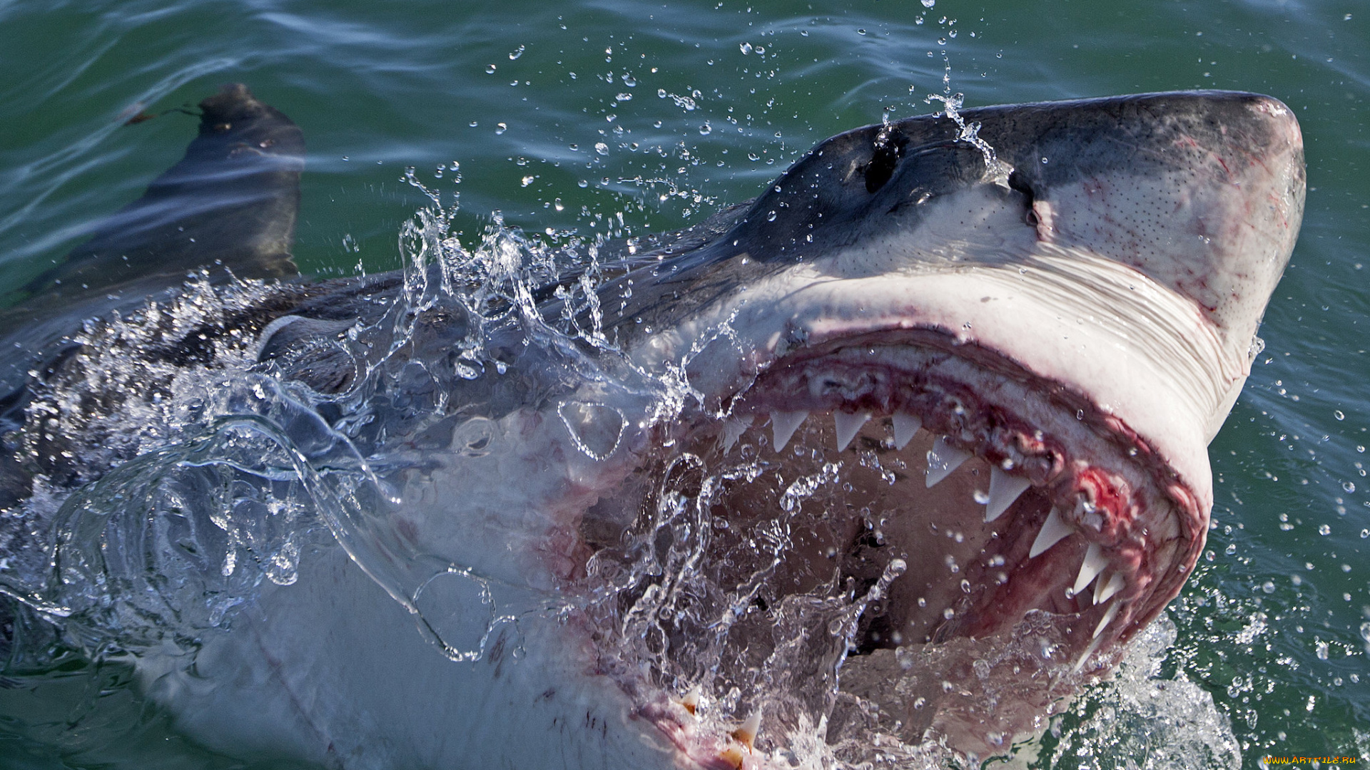 shark, животные, акулы, хищник, рыбы, подводный, мир