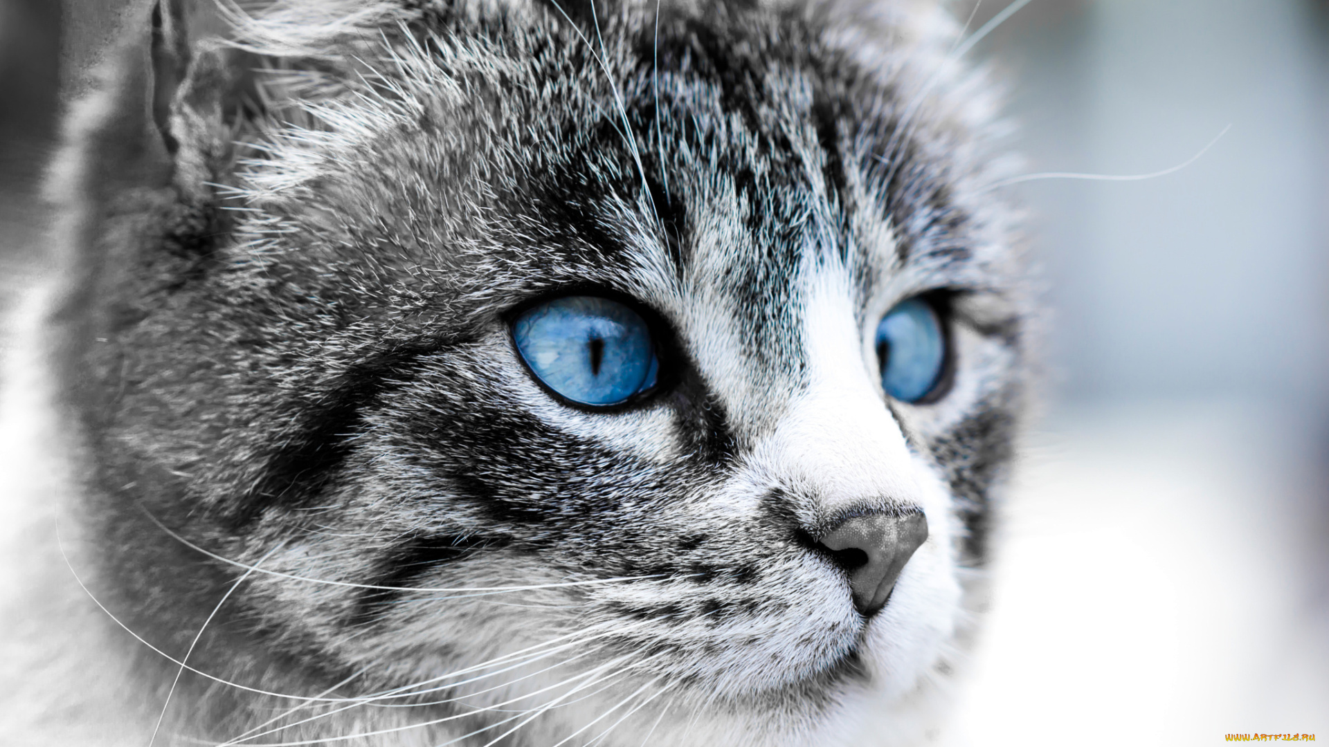 животные, коты, кошка, луна, морда, глаза, синие