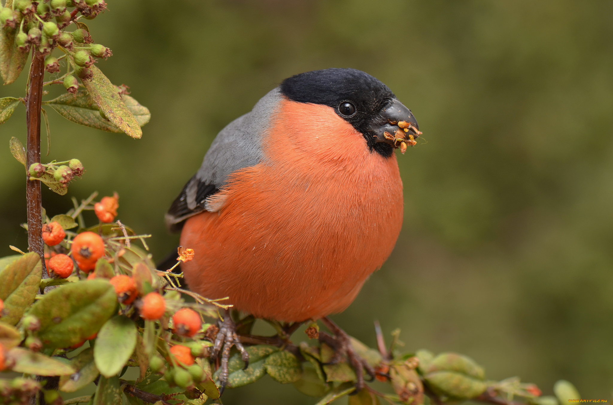 bullfinch, животные, снегири, снегирь