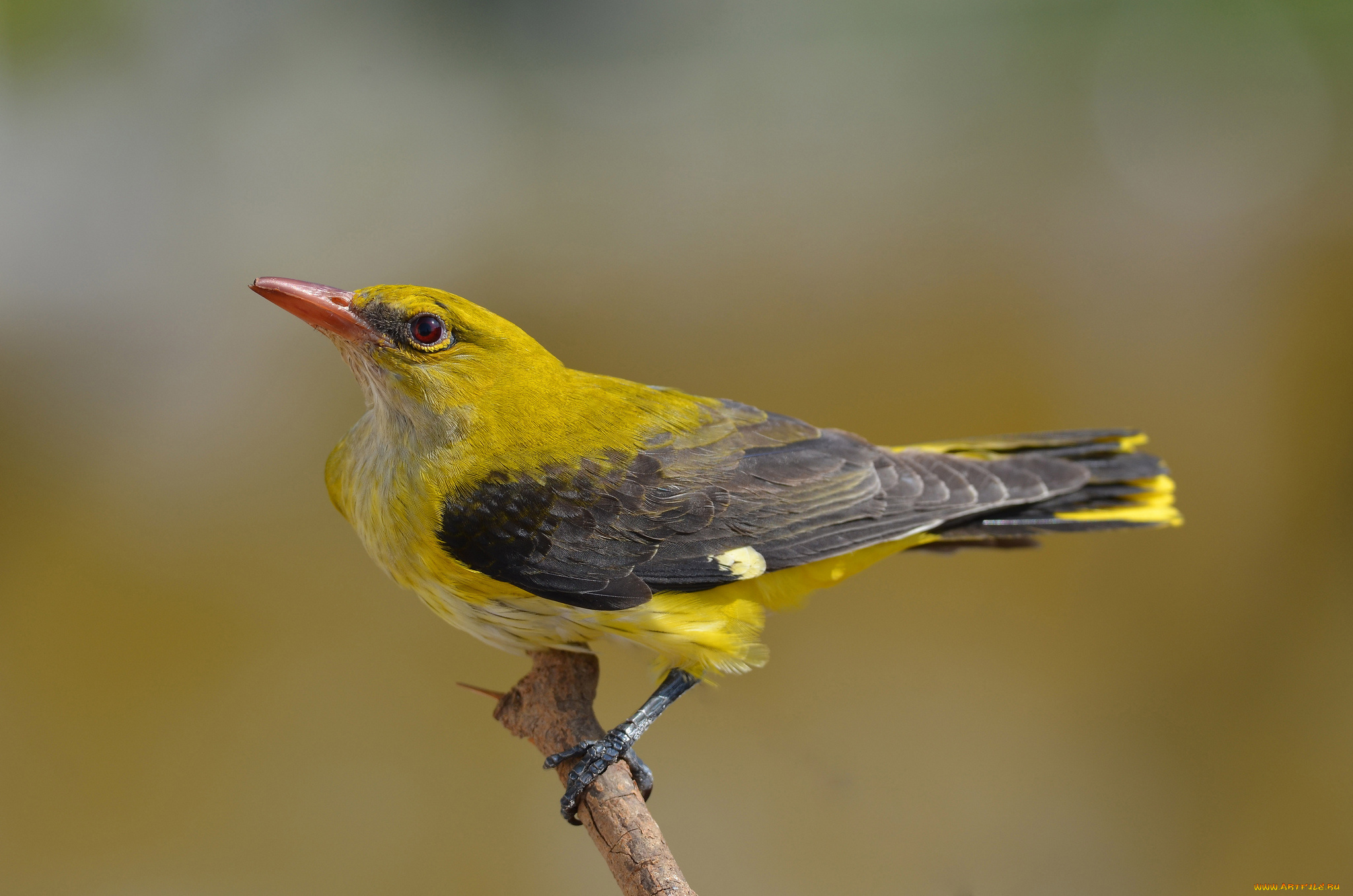 golden, oriole, животные, птицы, иволга