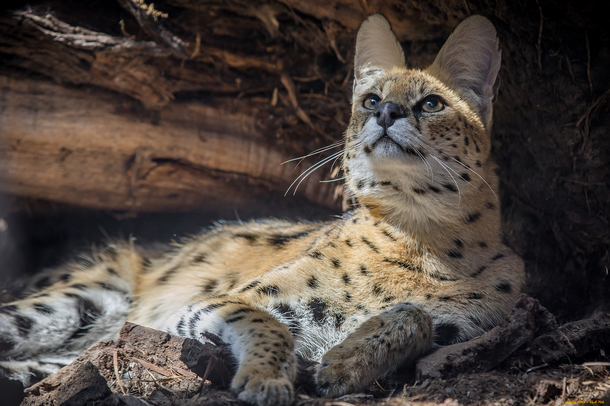 serval, животные, сервалы, сервал