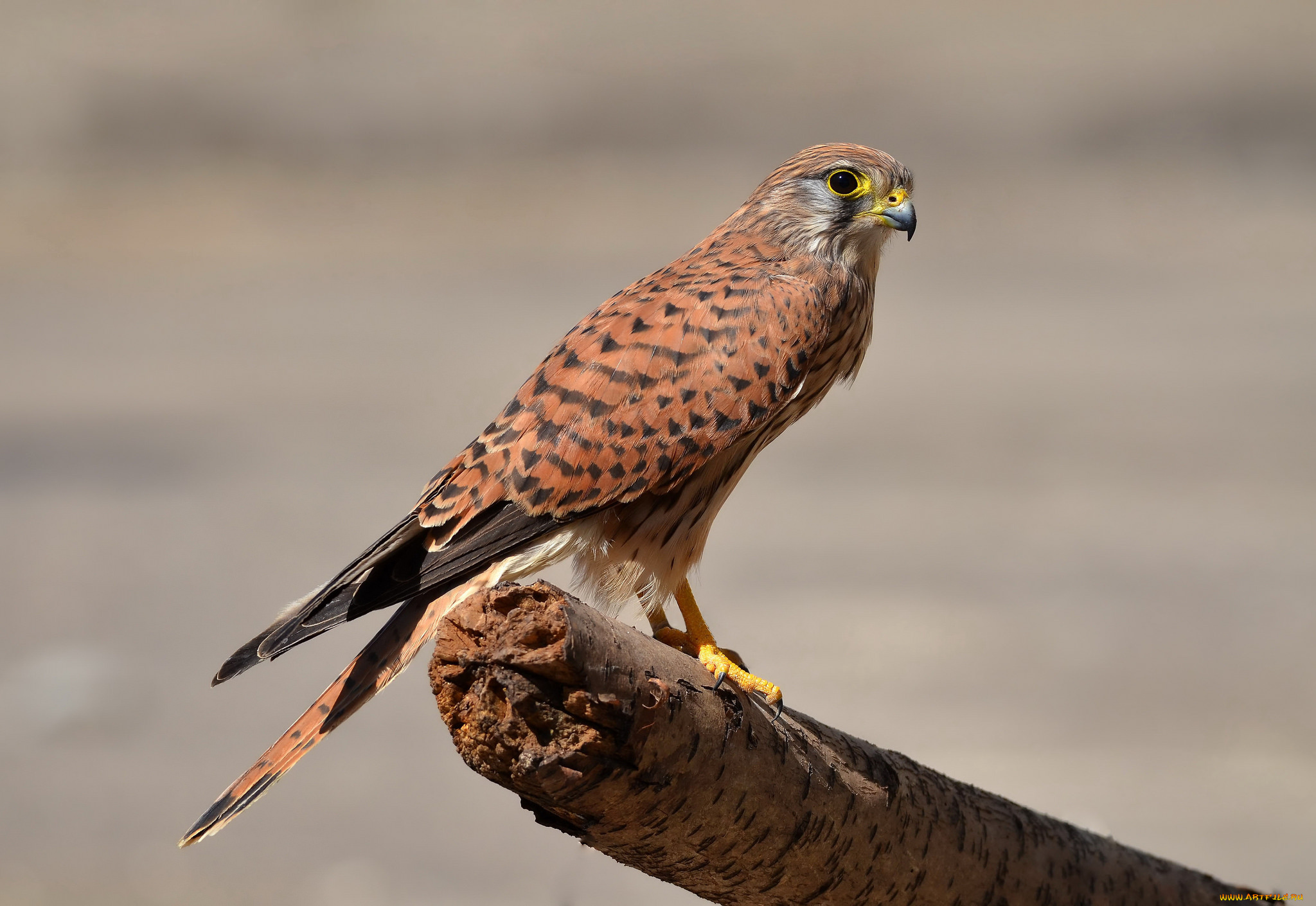 kestrel, животные, птицы, -, хищники, пустельга