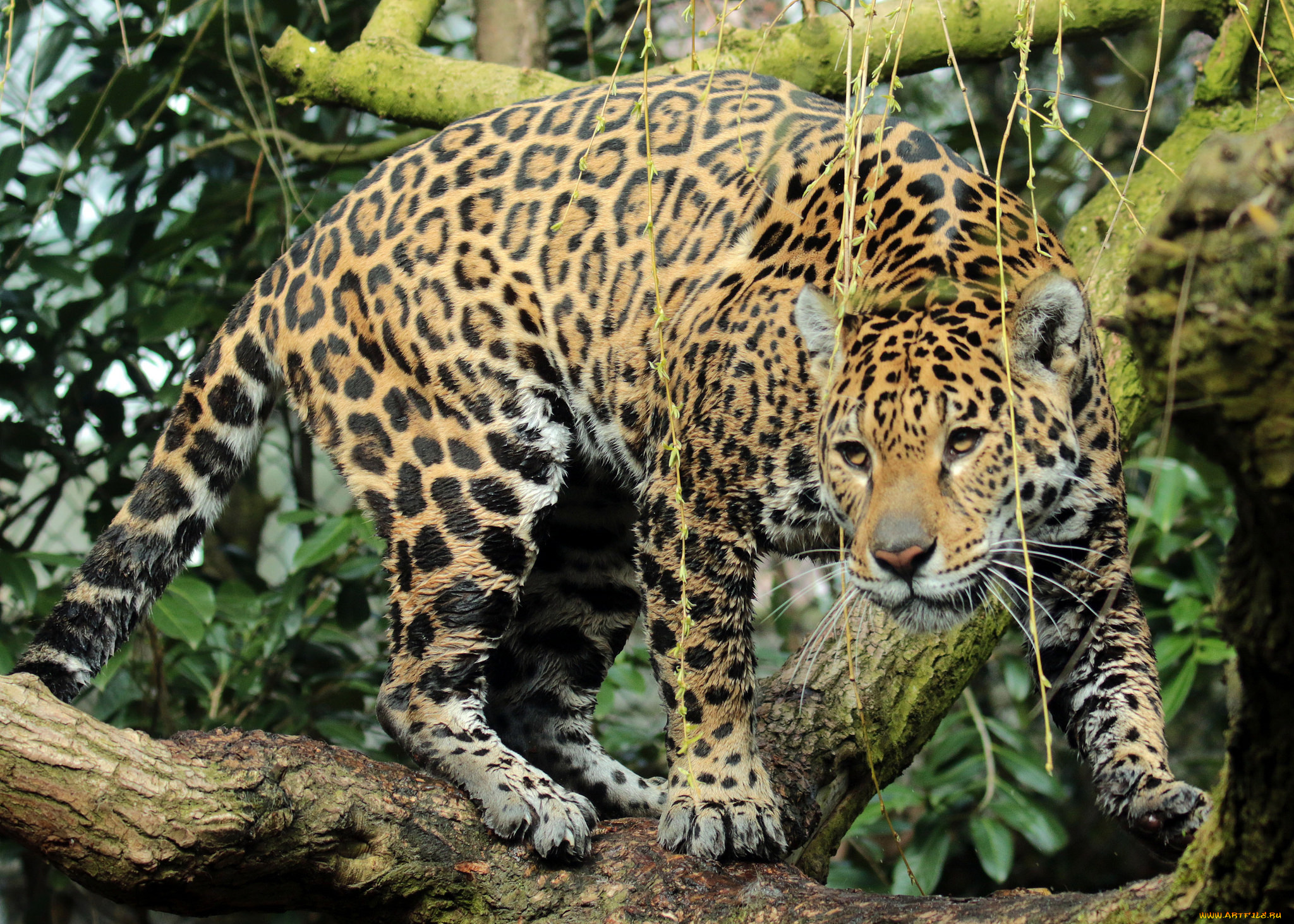 jaguar, rica, emmen, животные, Ягуары, ягуар