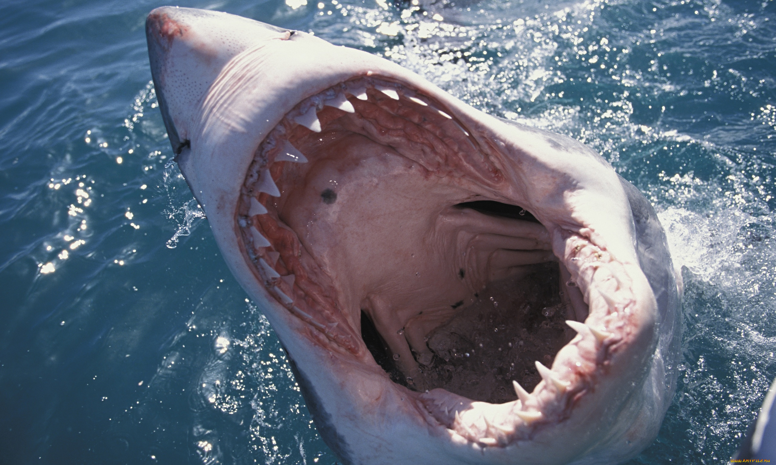 Нападение в море. Акула белая, акула-людоед, кархародон.