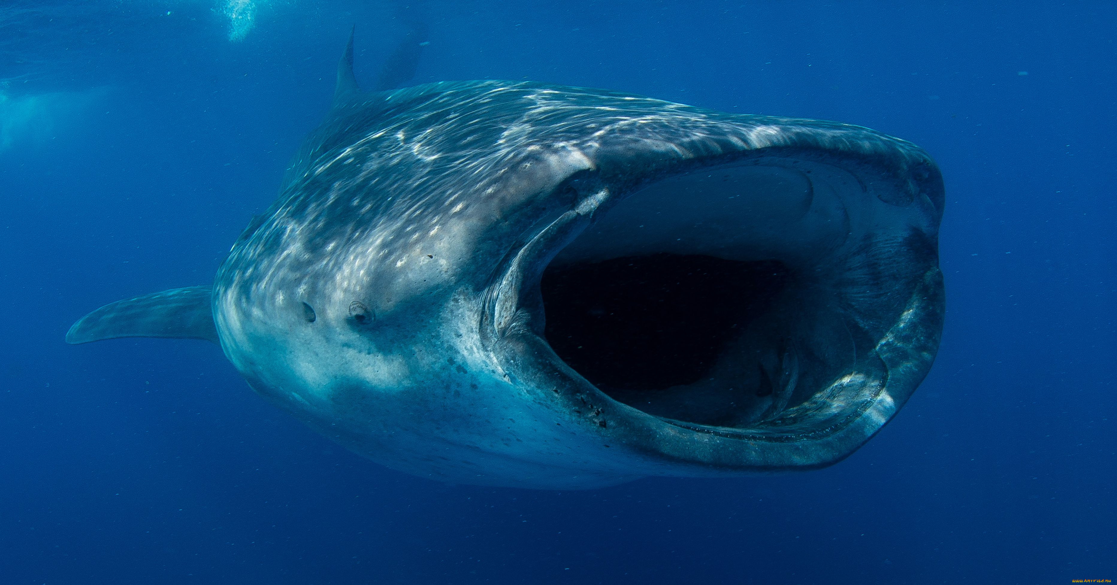 shark, животные, акулы, хищник, подводный, мир, рыбы