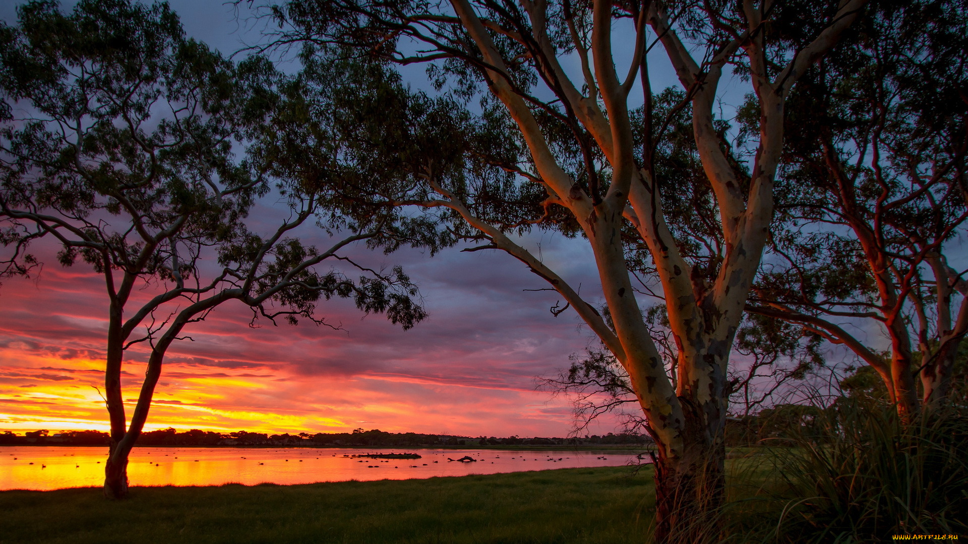 природа, восходы, закаты, big, swamp, sunset, australia