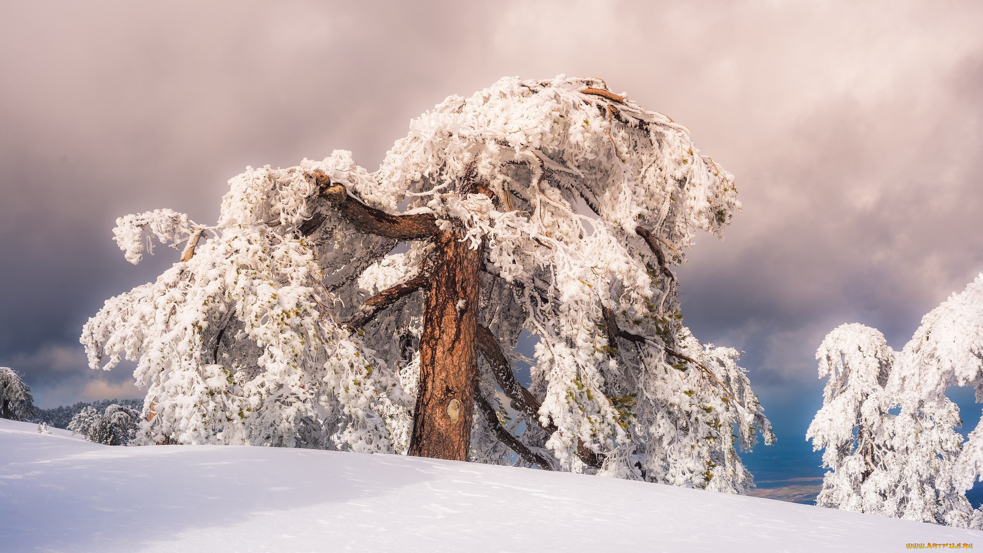 природа, зима, снег, дерево