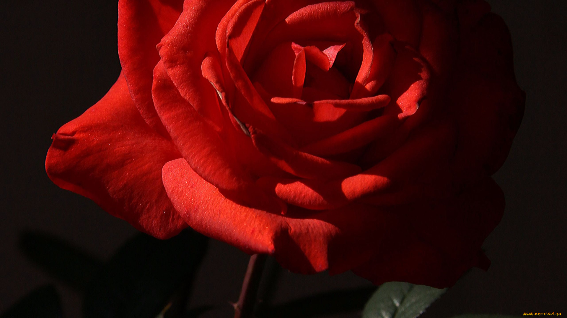 цветы, розы, красная, роза