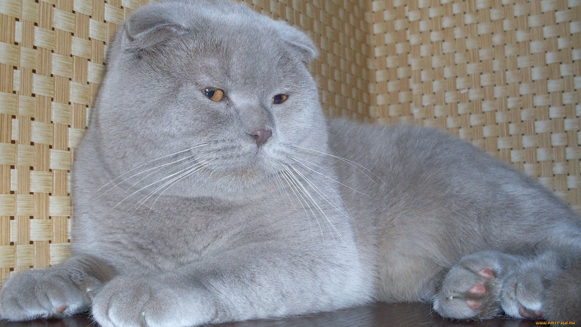 животные, коты, scottish, fold, шотландский, вислоухий