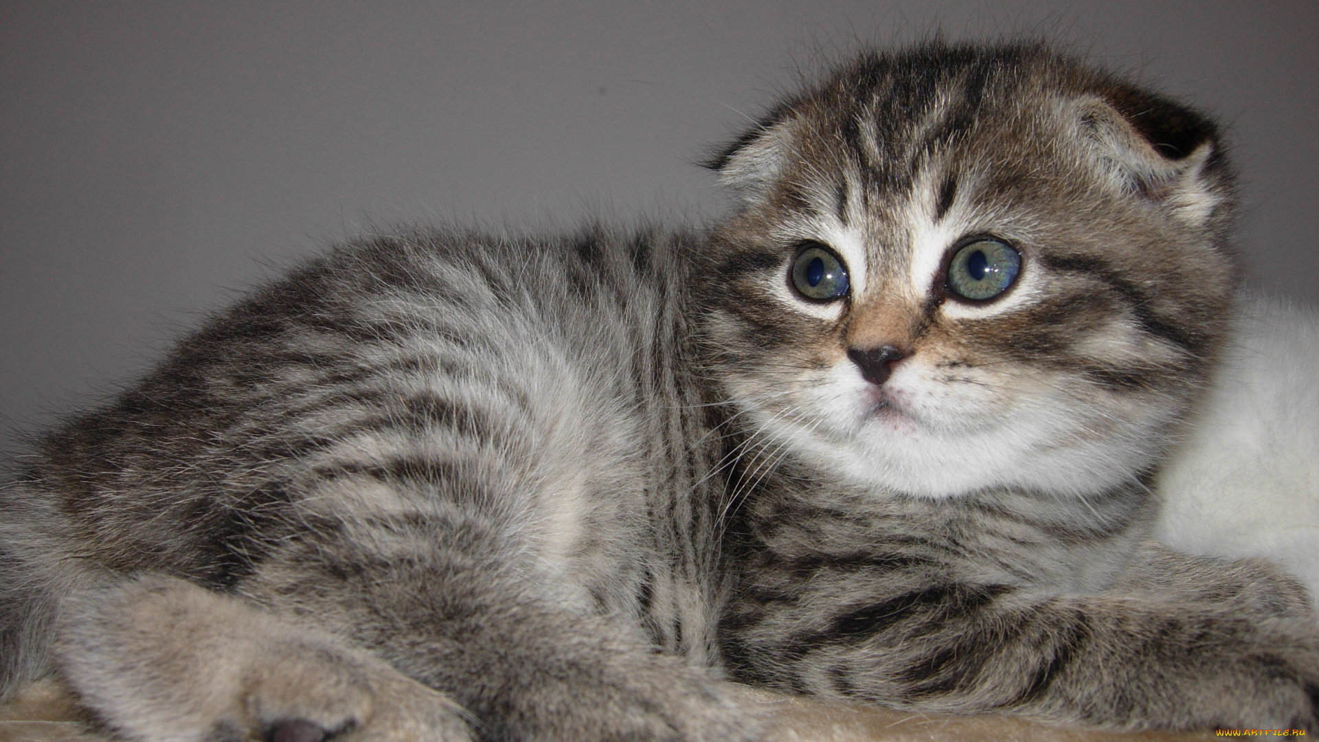 животные, коты, scottish, fold, шотландский, вислоухий