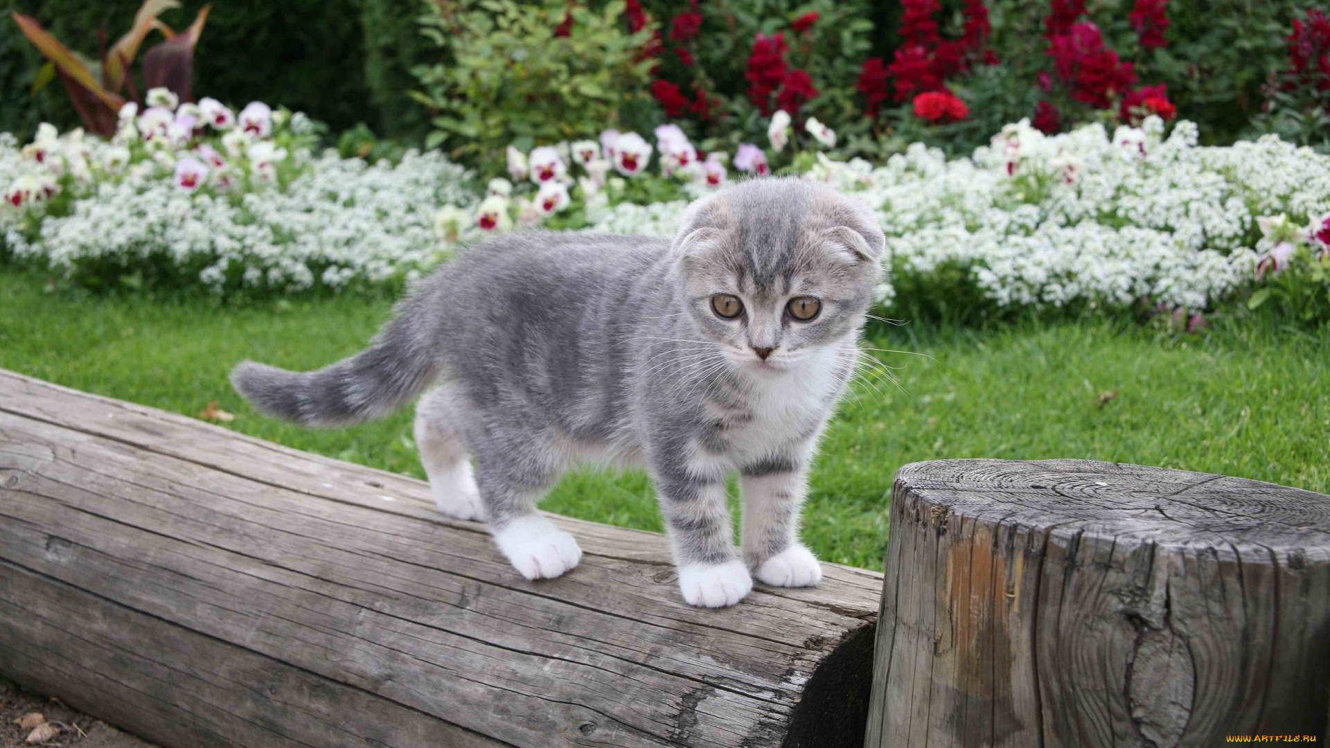 животные, коты, scottish, fold, вислоухий, шотландский