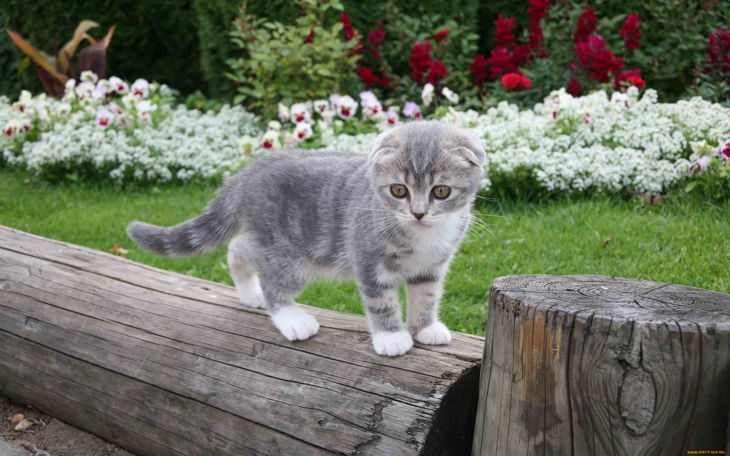 животные, коты, scottish, fold, вислоухий, шотландский