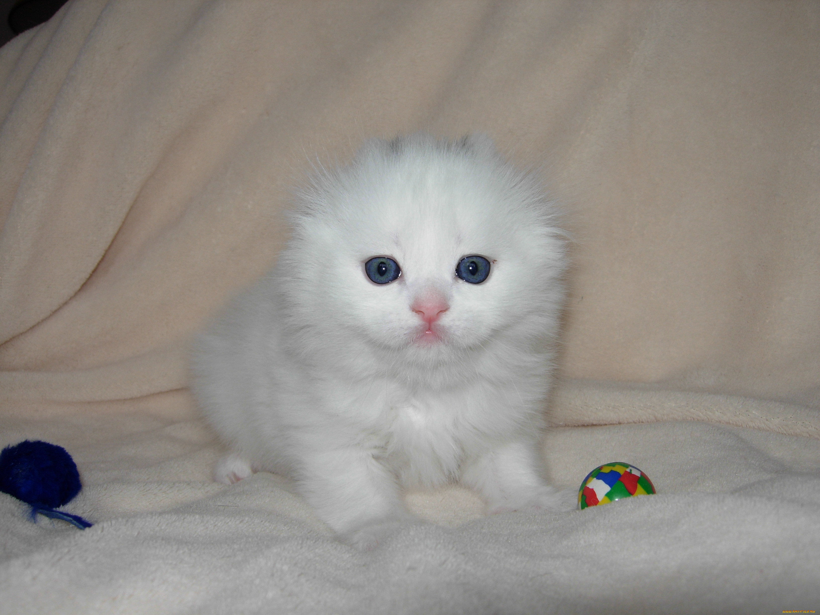 животные, коты, scottish, fold