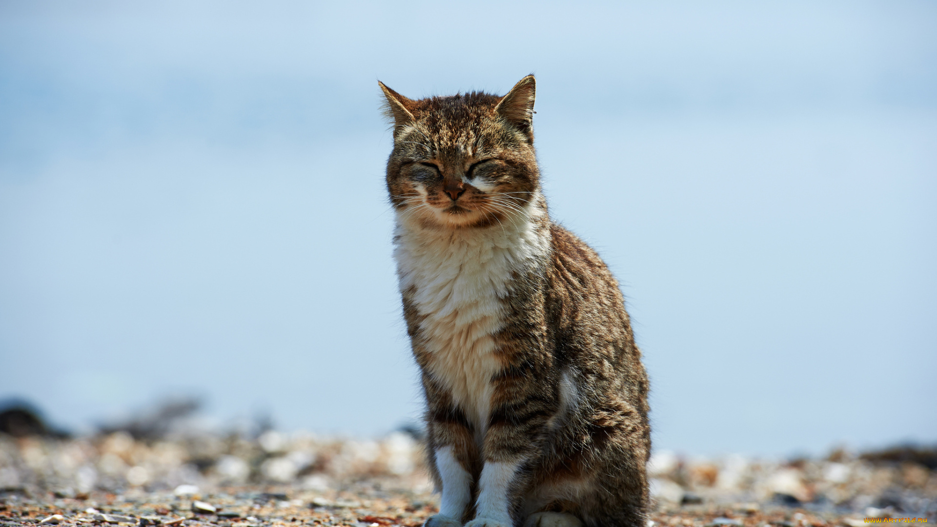 животные, коты, закрытые, глаза, кот