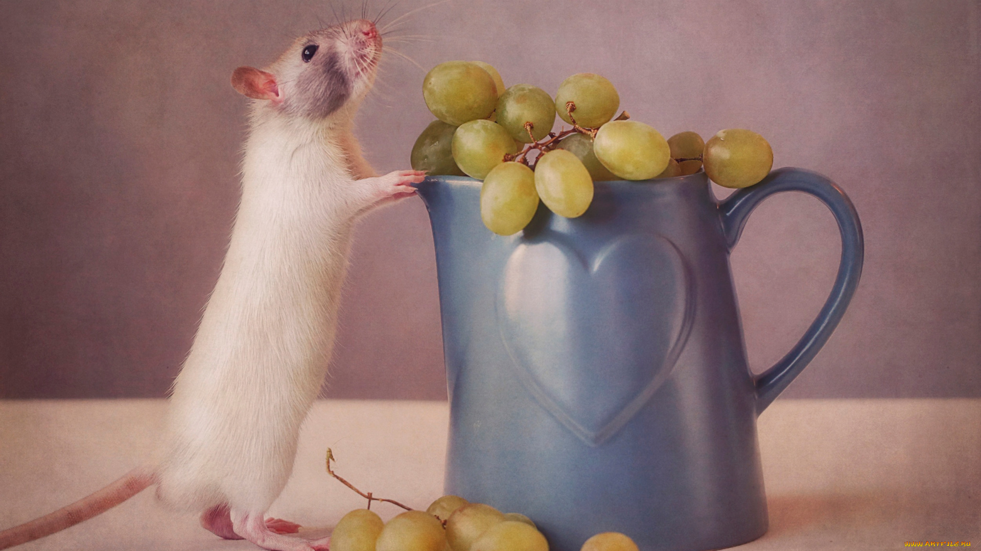 животные, крысы, , мыши, виноград, сердечко, кружка, чашка, стол, белая, крыса