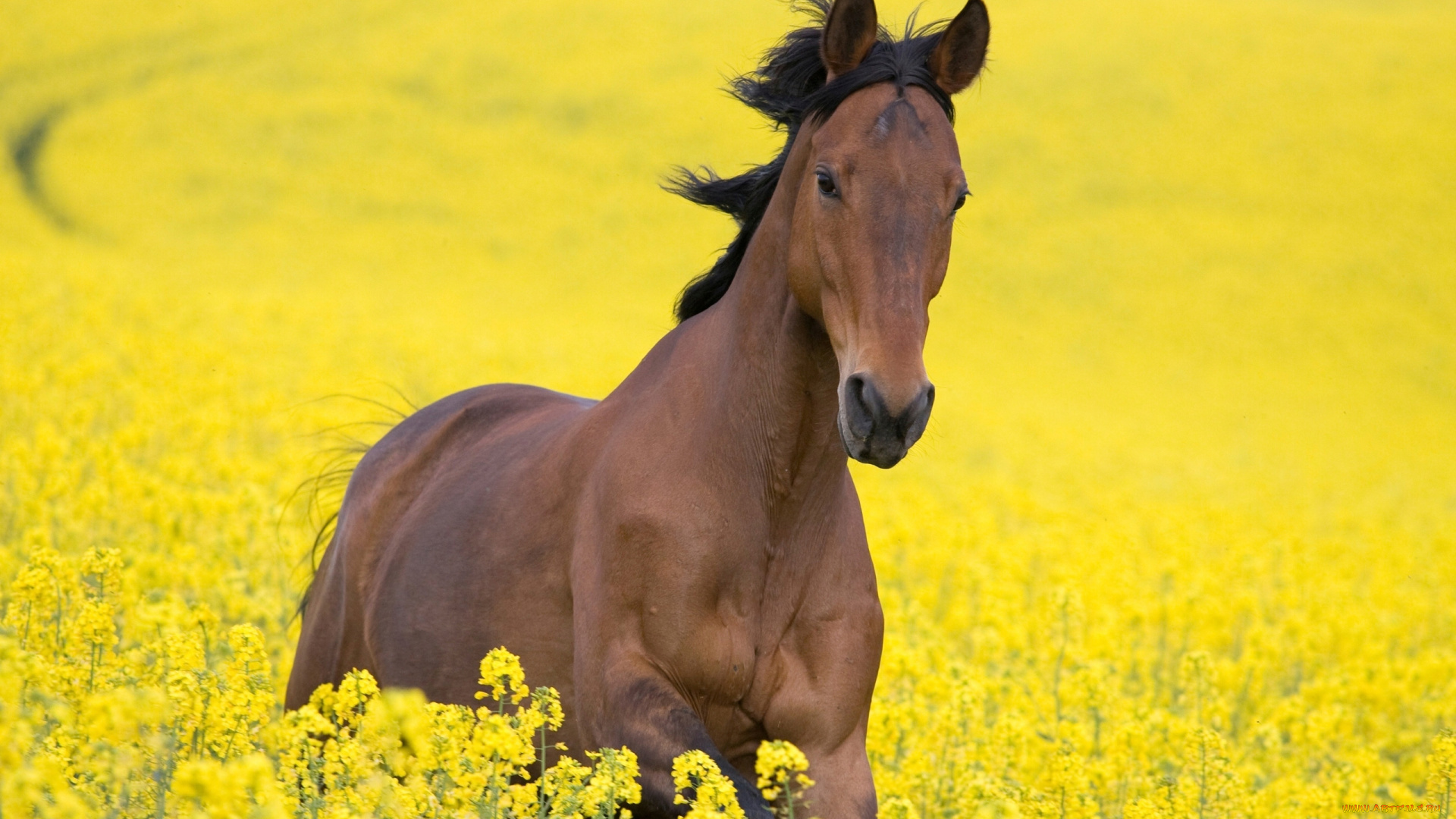 животные, лошади, цветы, желтый, поле, конь