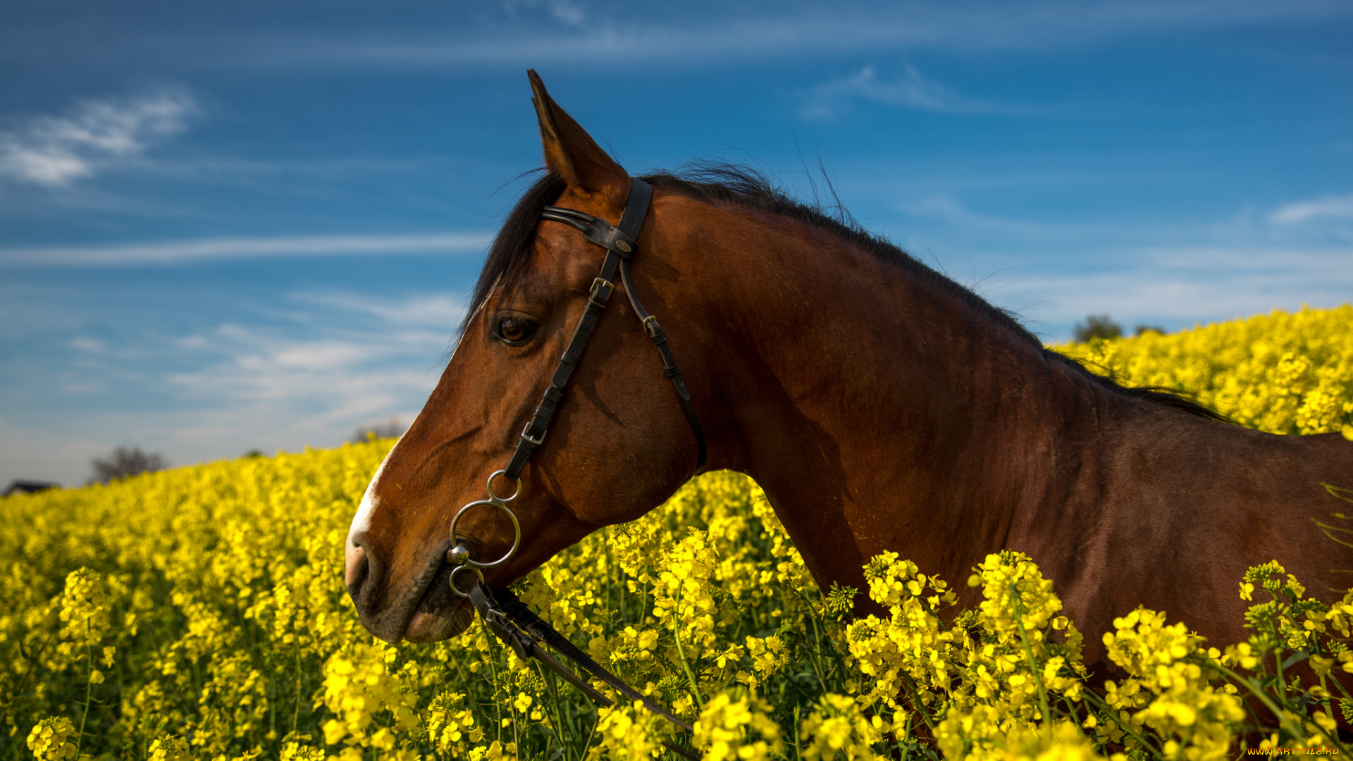 животные, лошади, лошадь, цветы, поле