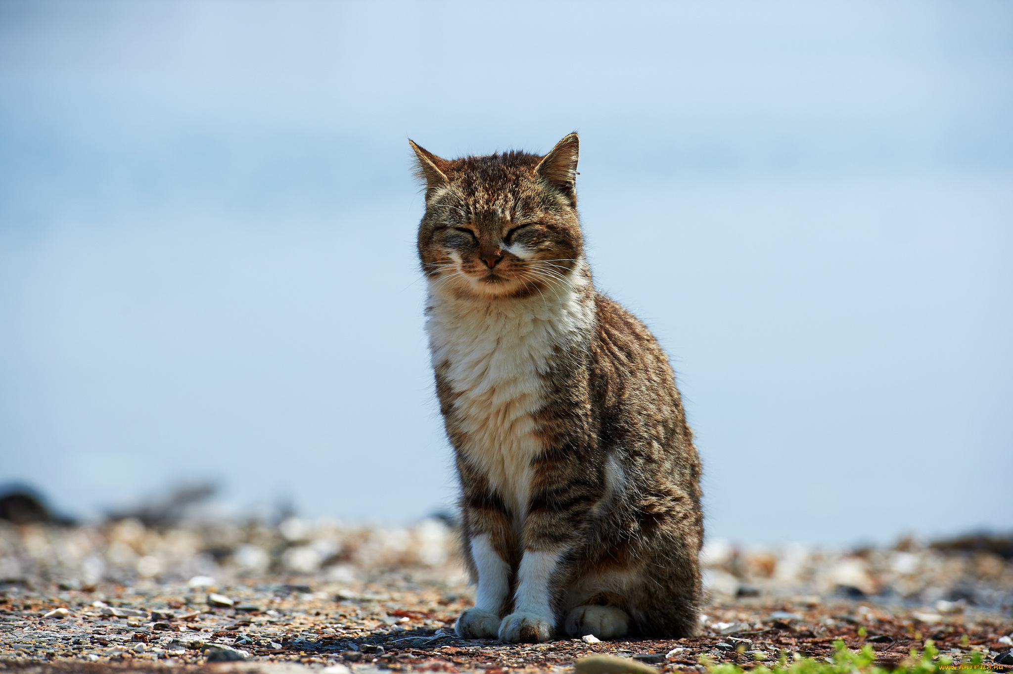 животные, коты, закрытые, глаза, кот