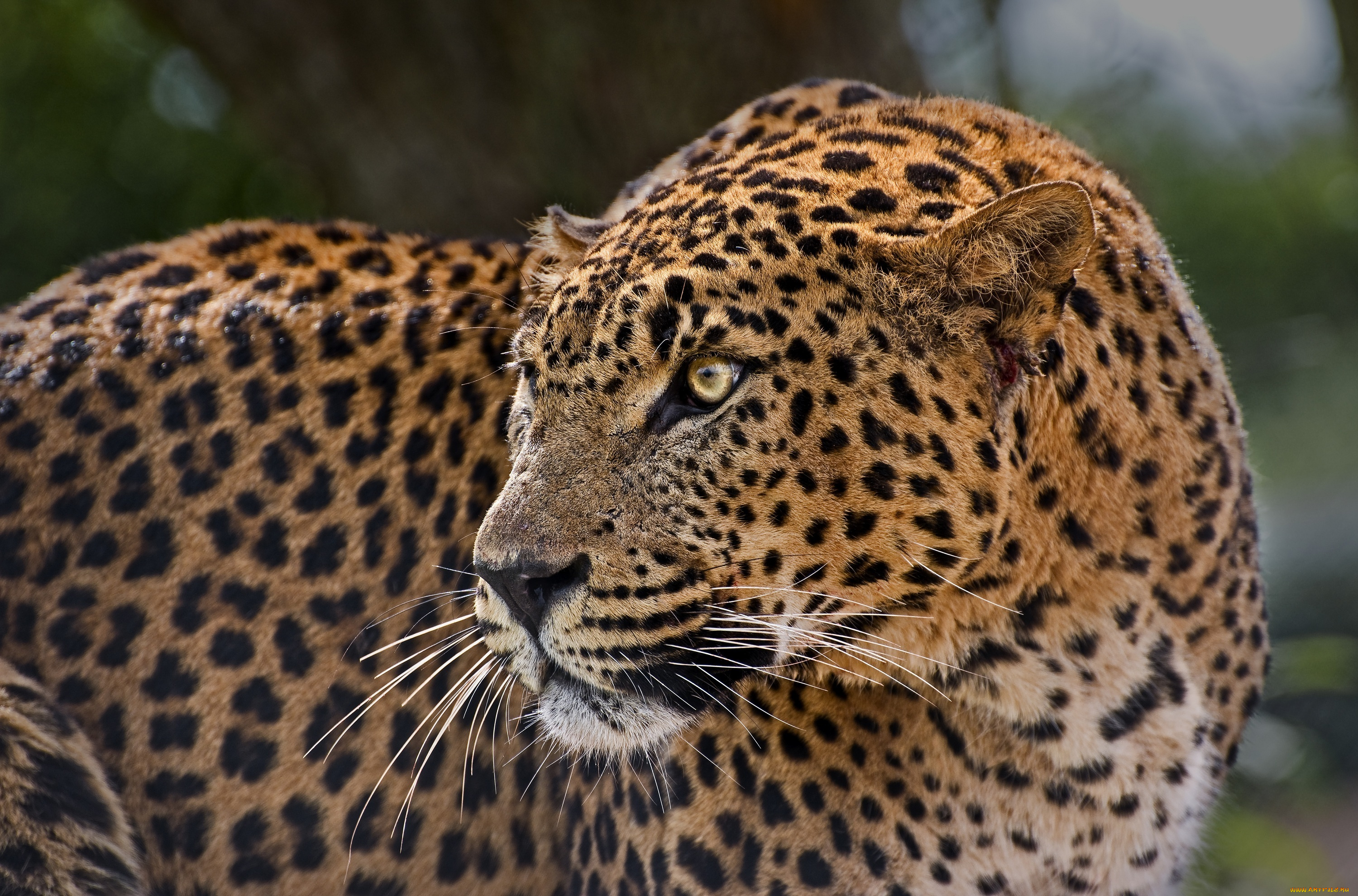животные, леопарды, настороженность, профиль, морда, кошка, пятна, внимание