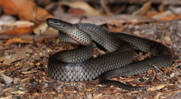 змея черная язык snake black language без смс