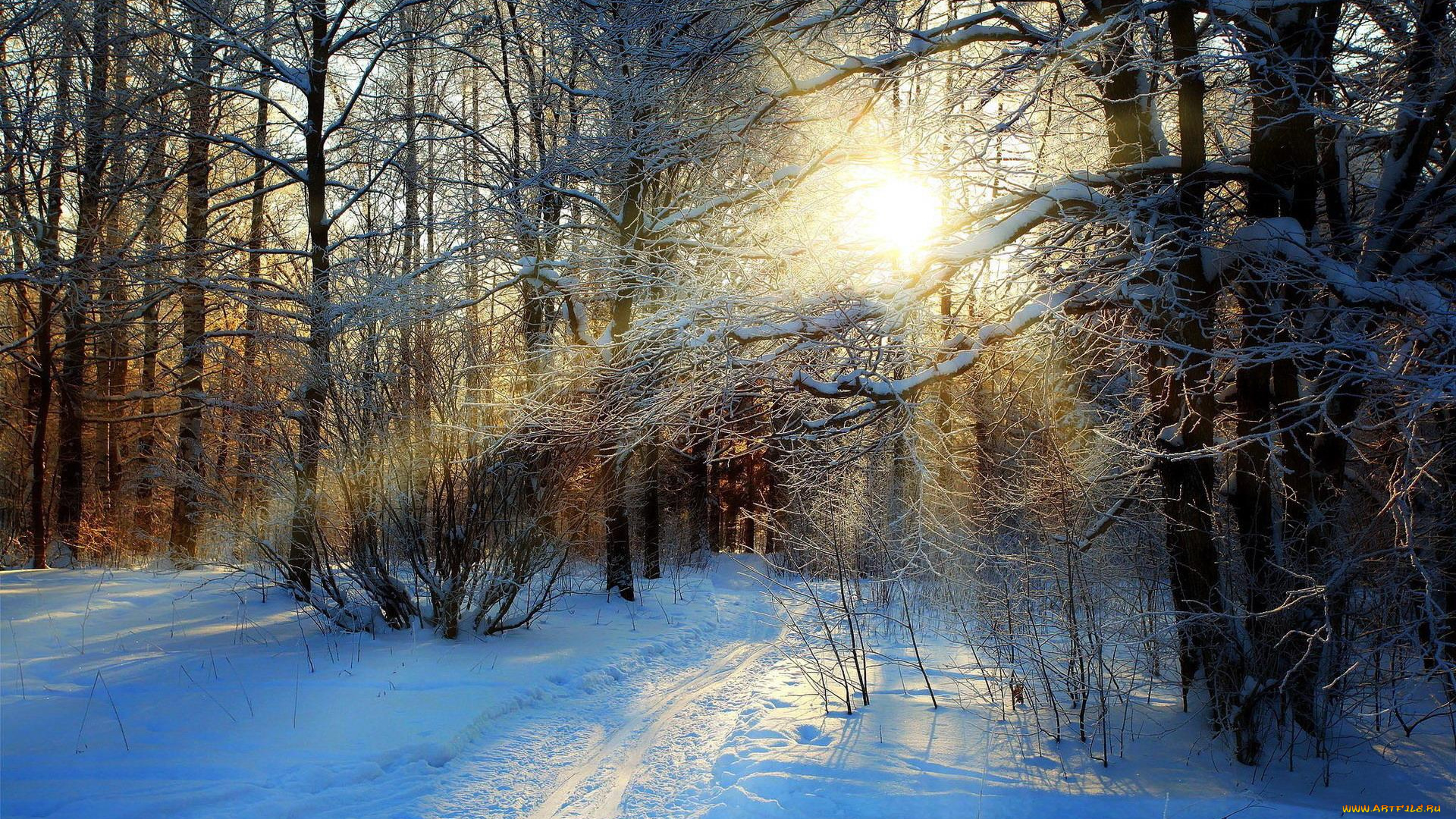 природа, зима, снег, лес, следы, солнце