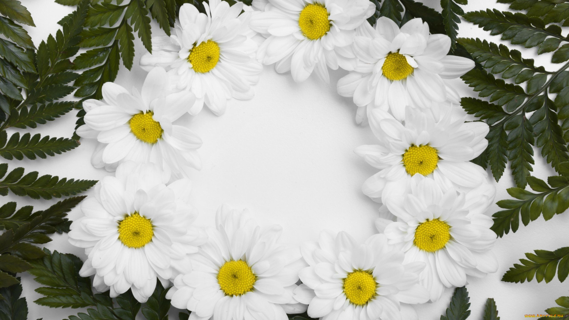 цветы, хризантемы, белые, композиция