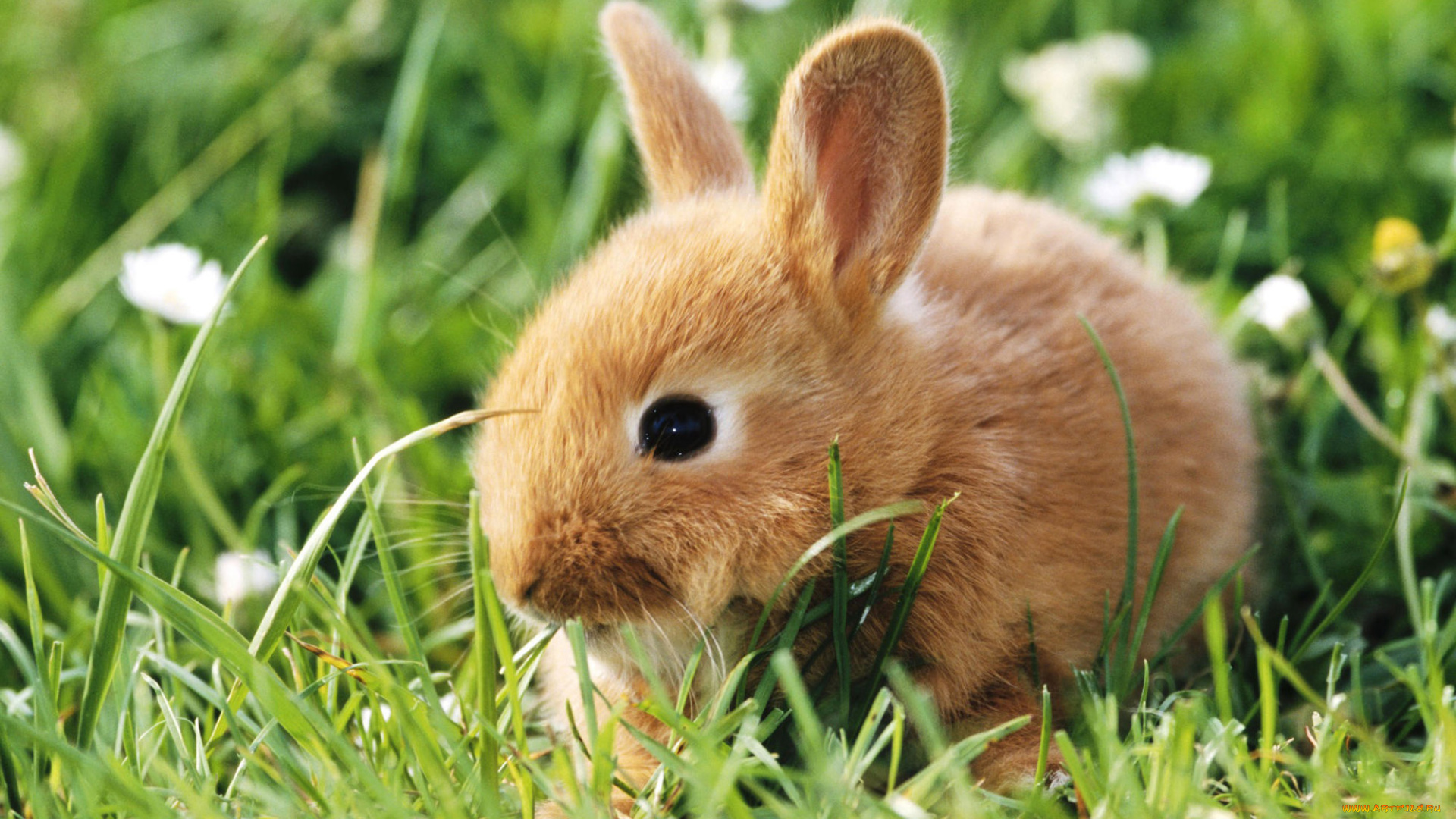 животные, кролики, , зайцы, кролик, трава