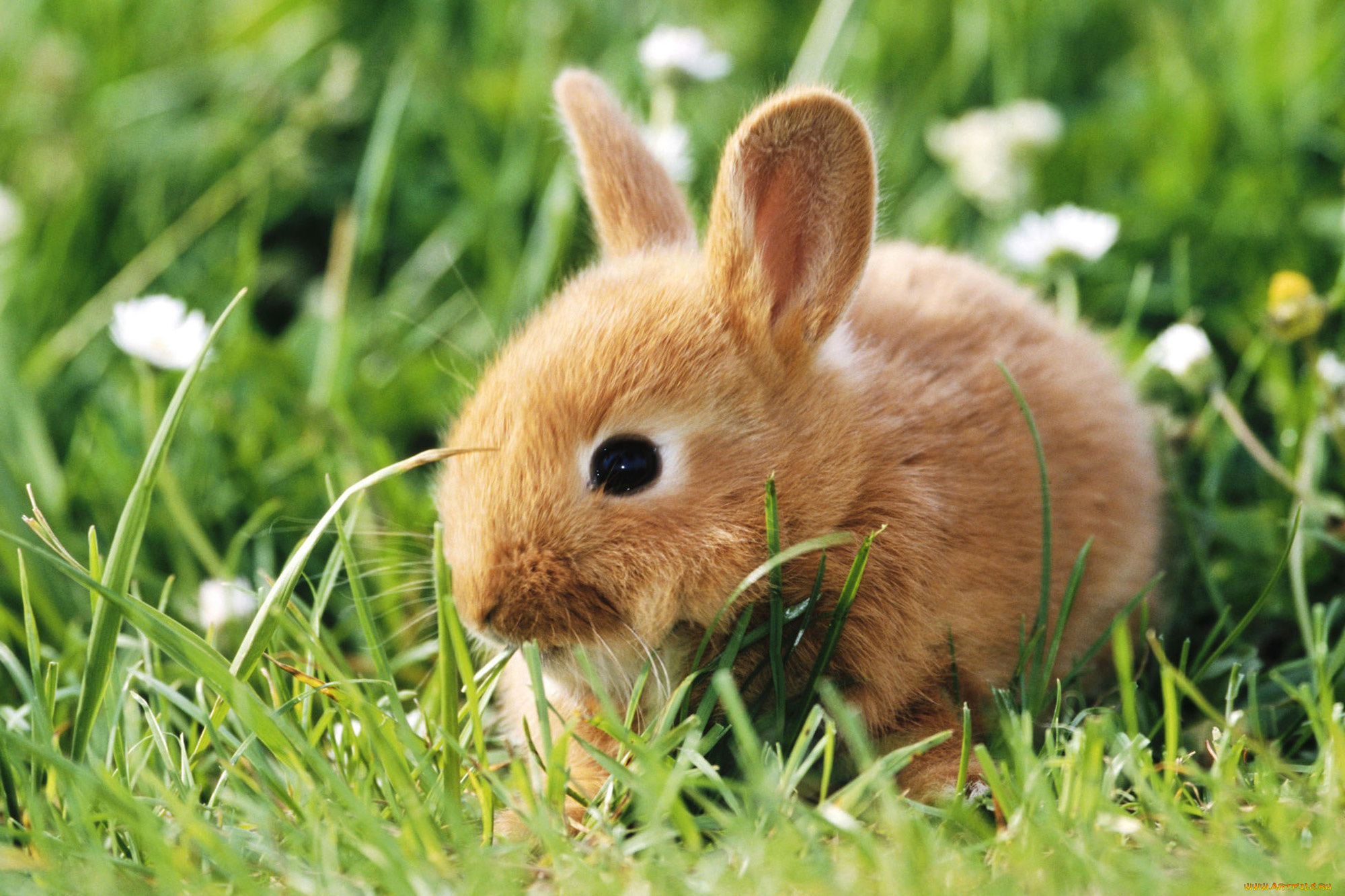 животные, кролики, , зайцы, кролик, трава