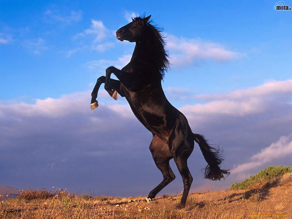 black, horse, животные, лошади