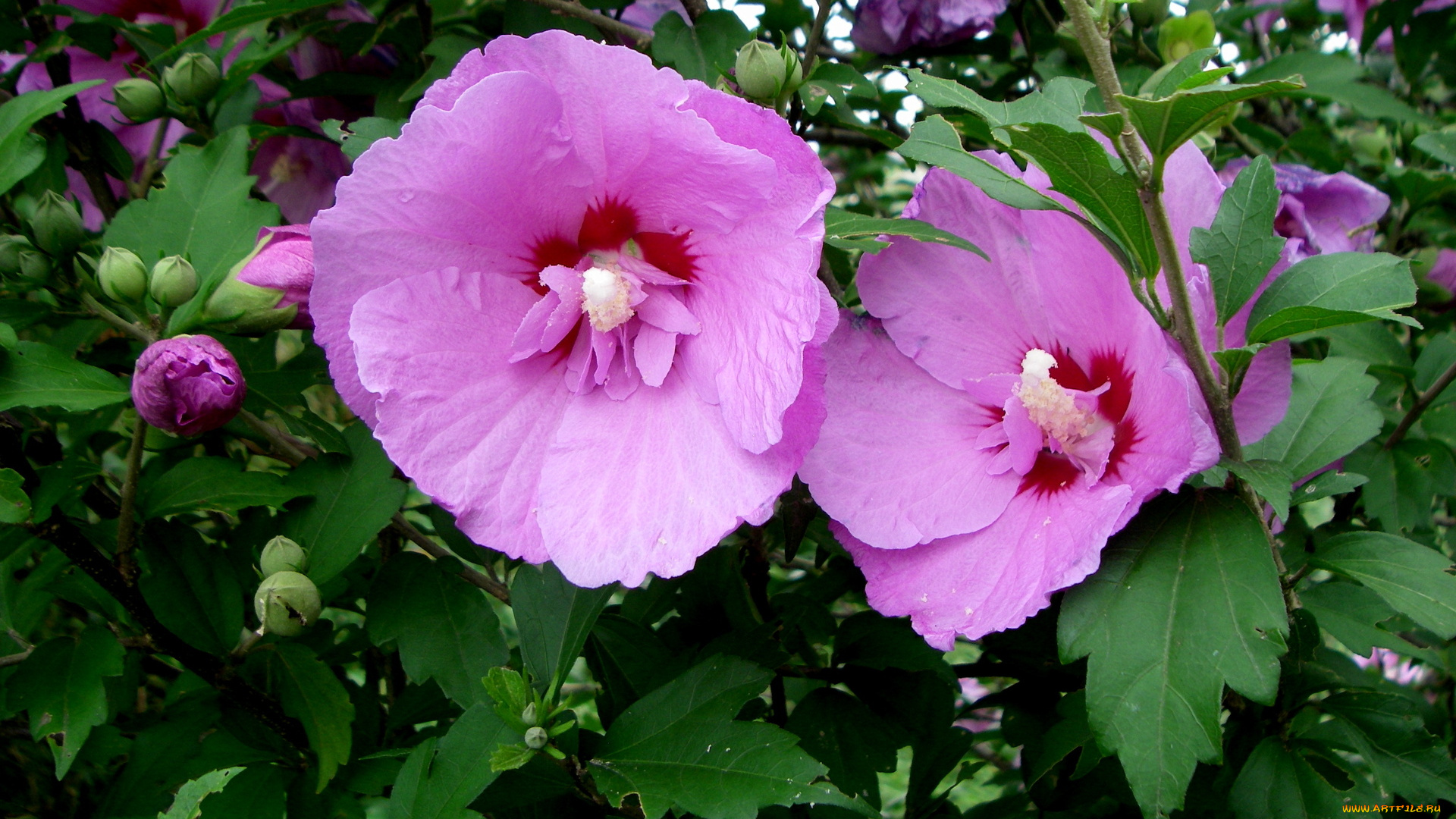 цветы, мальвы, розовый