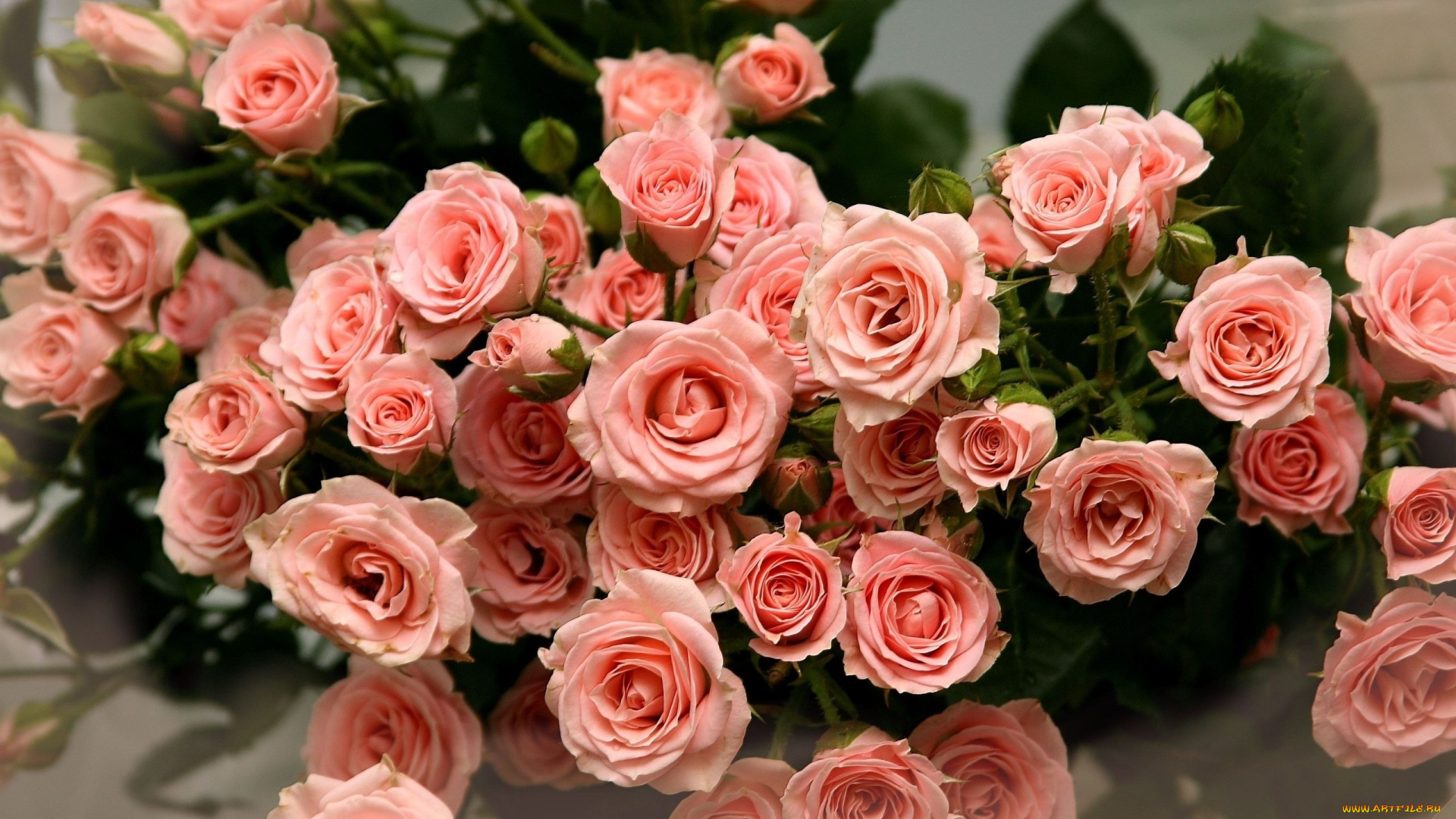 розовые, розы, цветы, розовый, букет, pink, roses