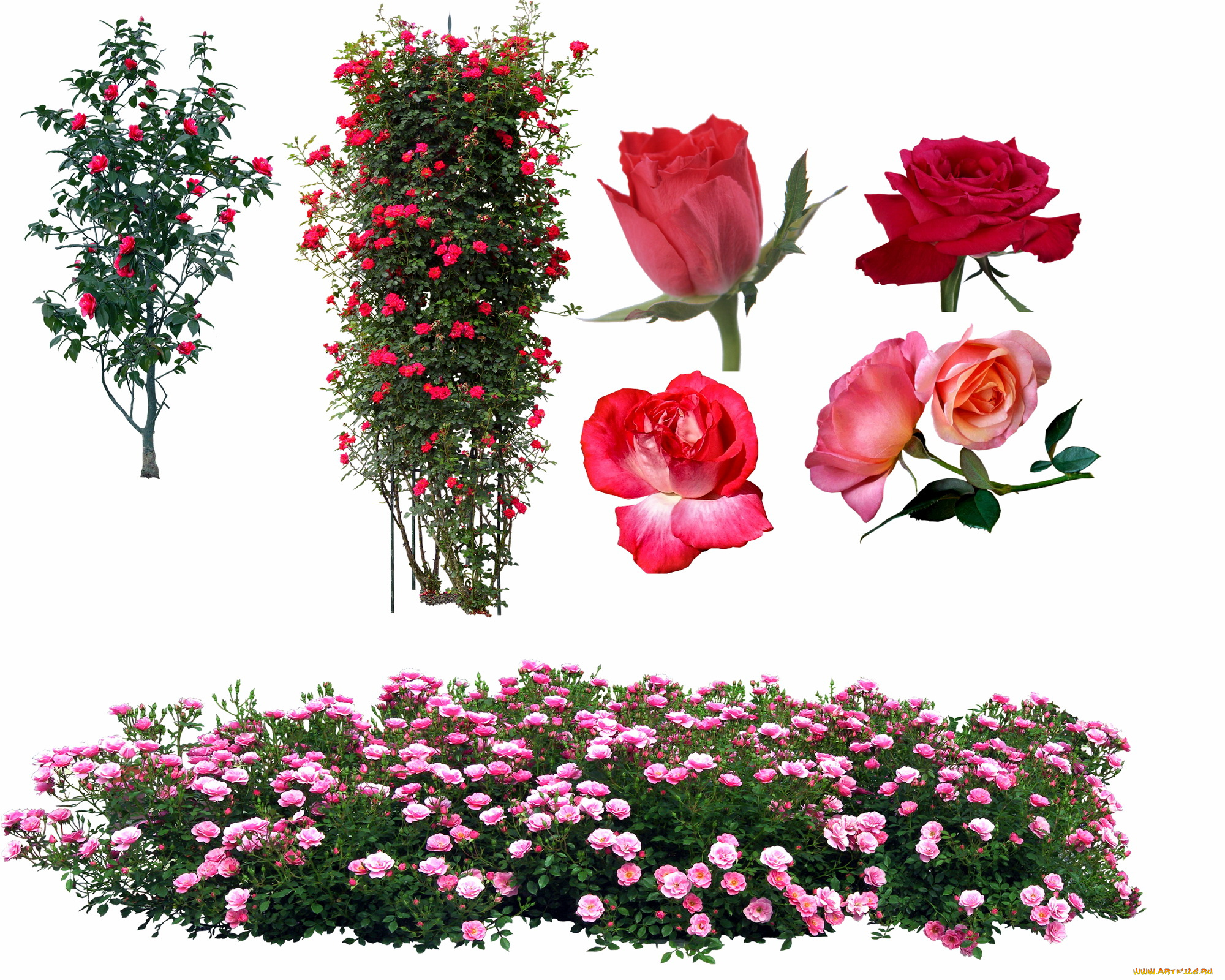 цветы, розы, кустовые, чайные, розовые, деревья